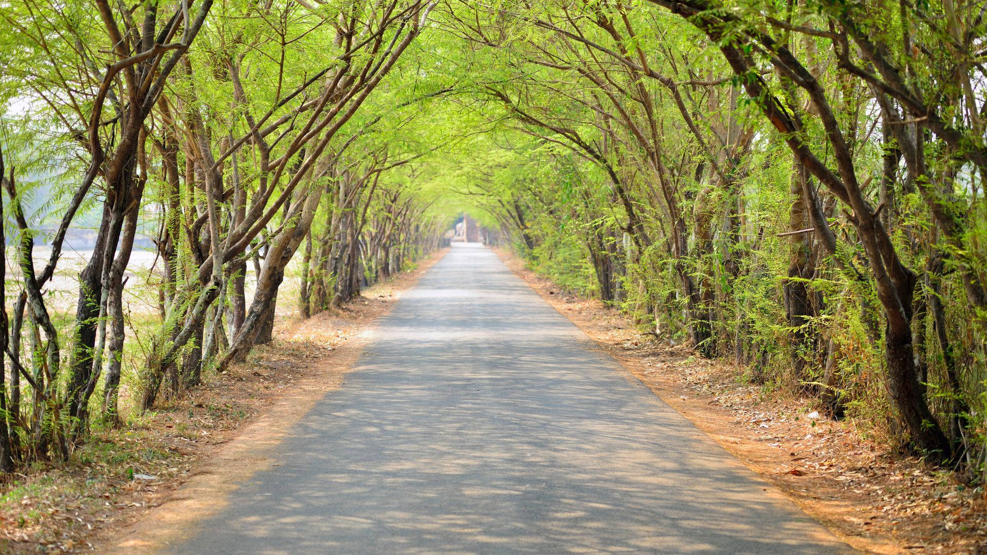 Long Road Journey With Trees