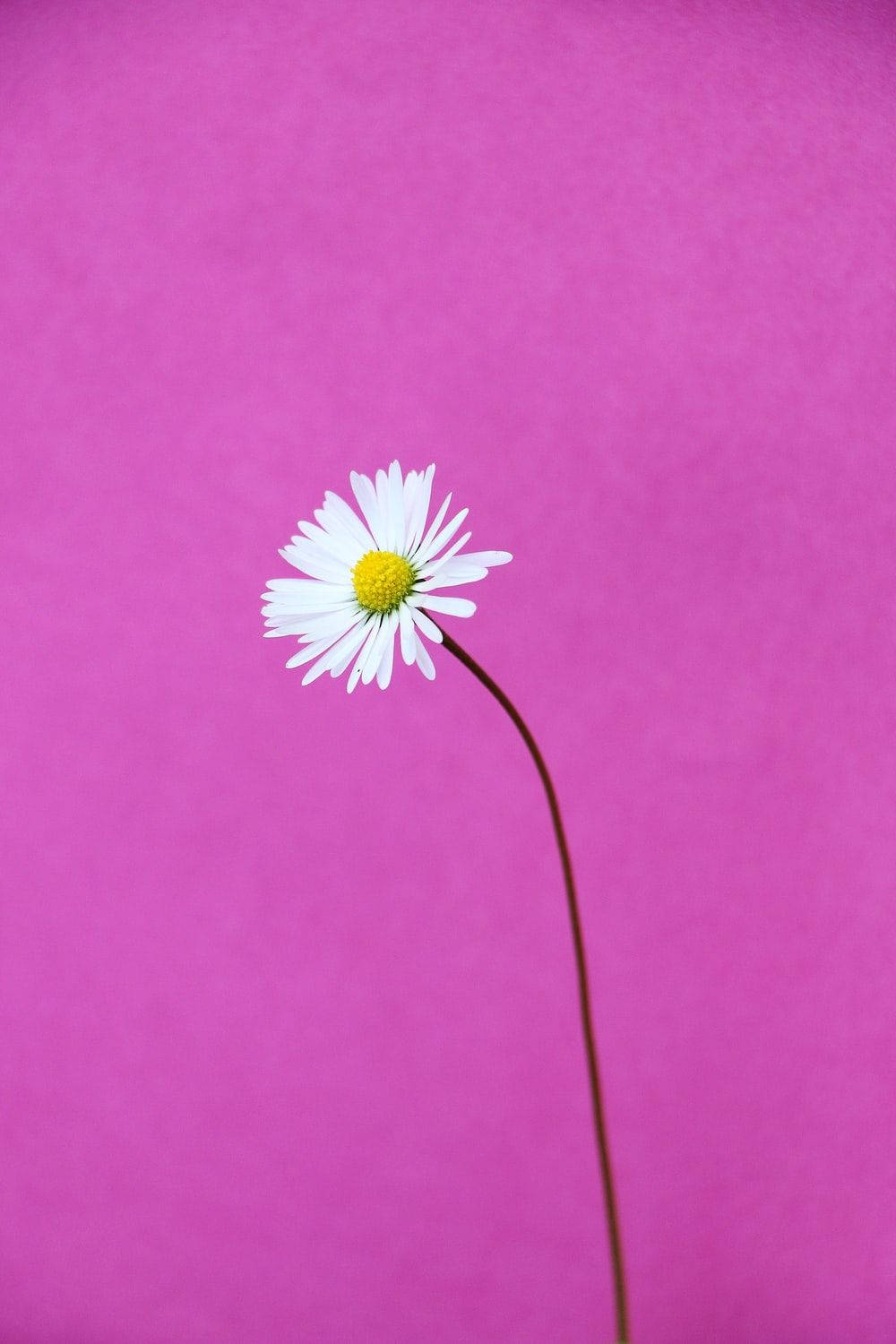 Long-stemmed White Daisy Aesthetic Background