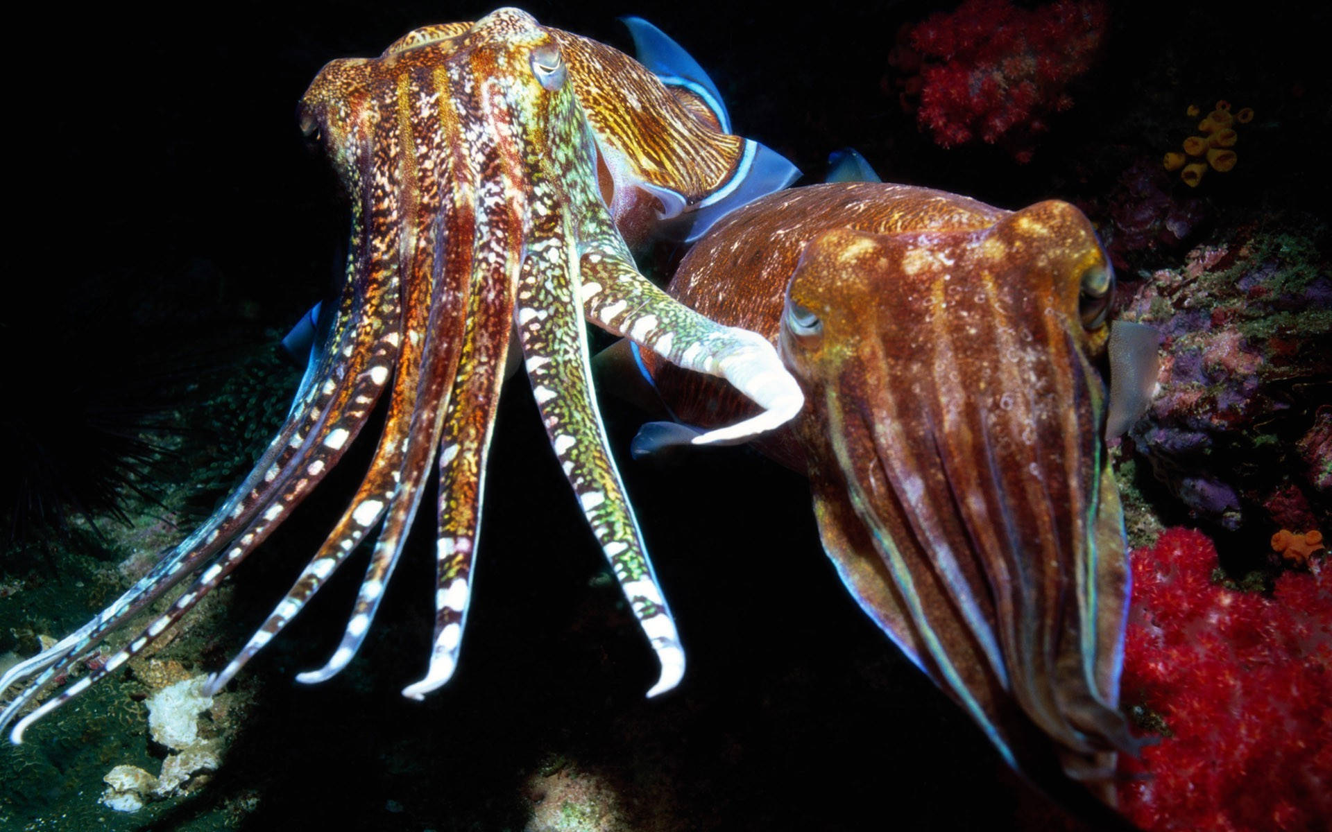 Long Tentacles From A Pharaoh Cuttlefish