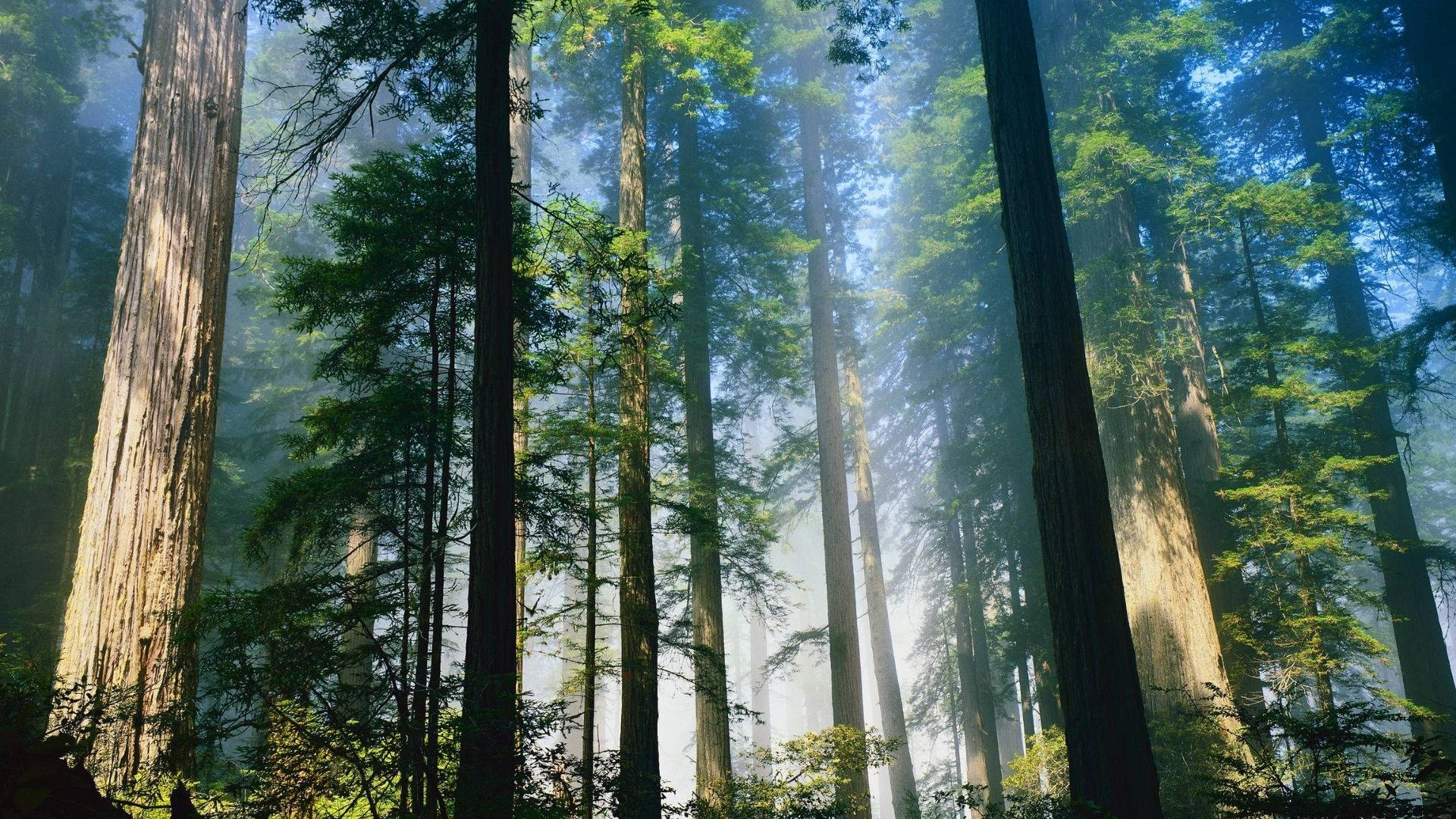 Long Trees In Redwood Forest Background