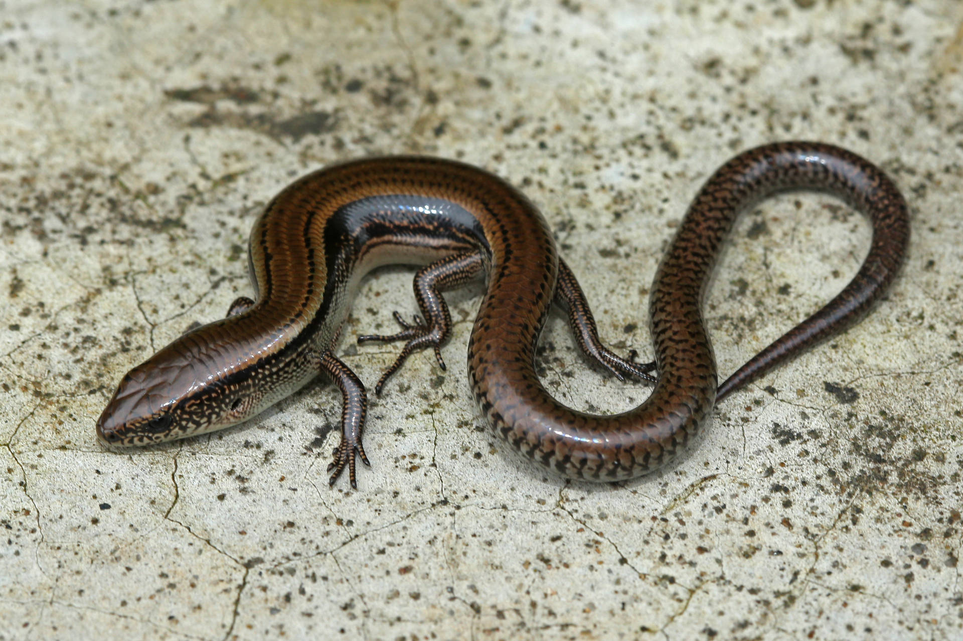 Long Two Lined Ground Skink