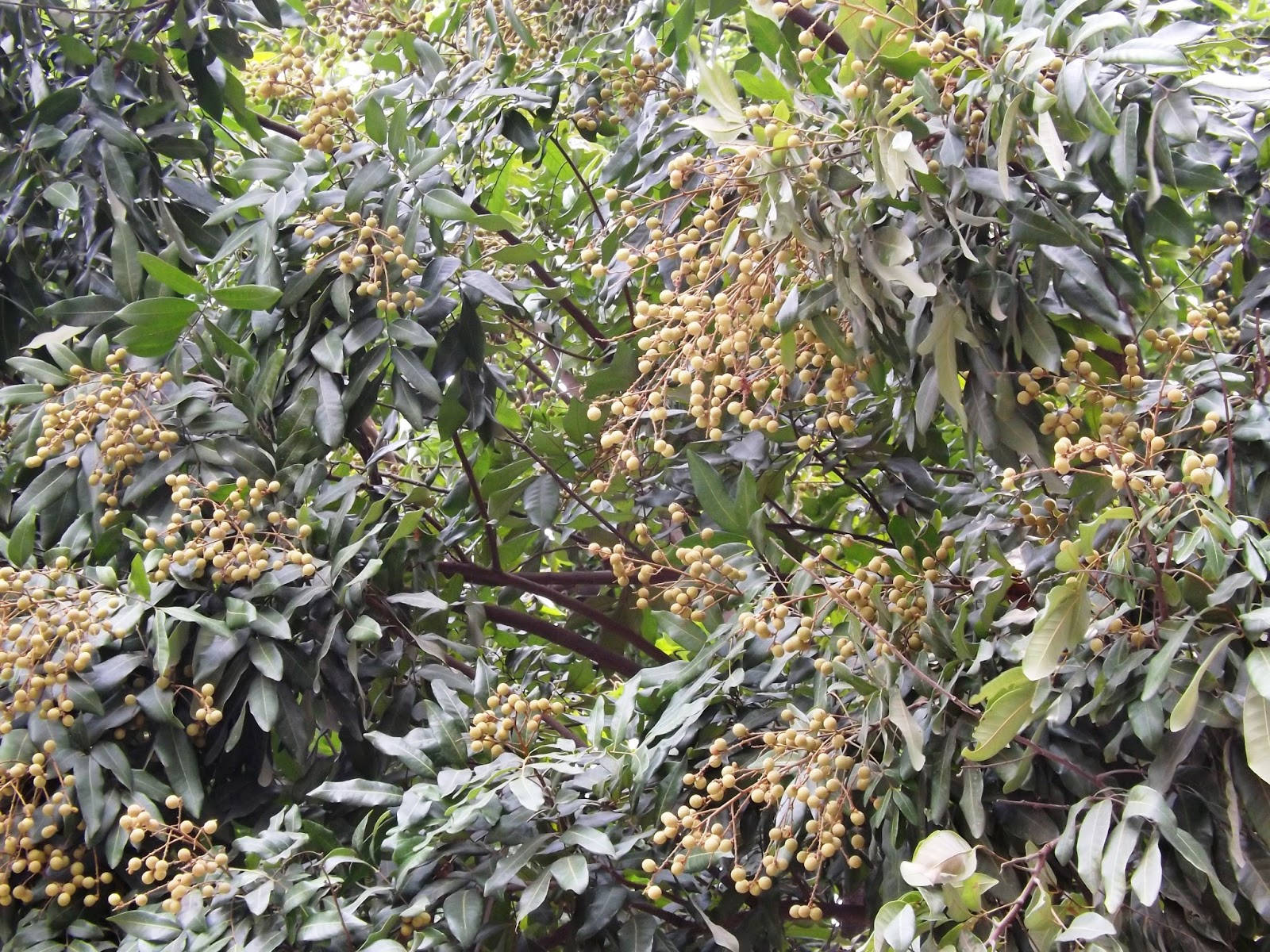 Longan Plant Full Of Fruits