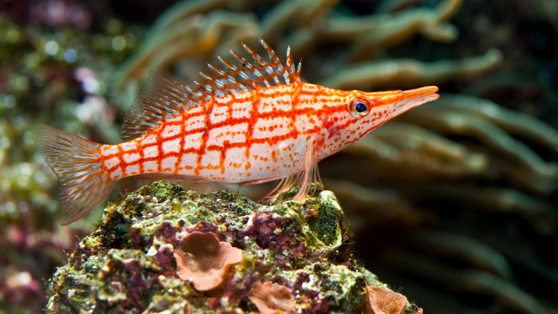 Longnose Hawkfish Tropical Fish