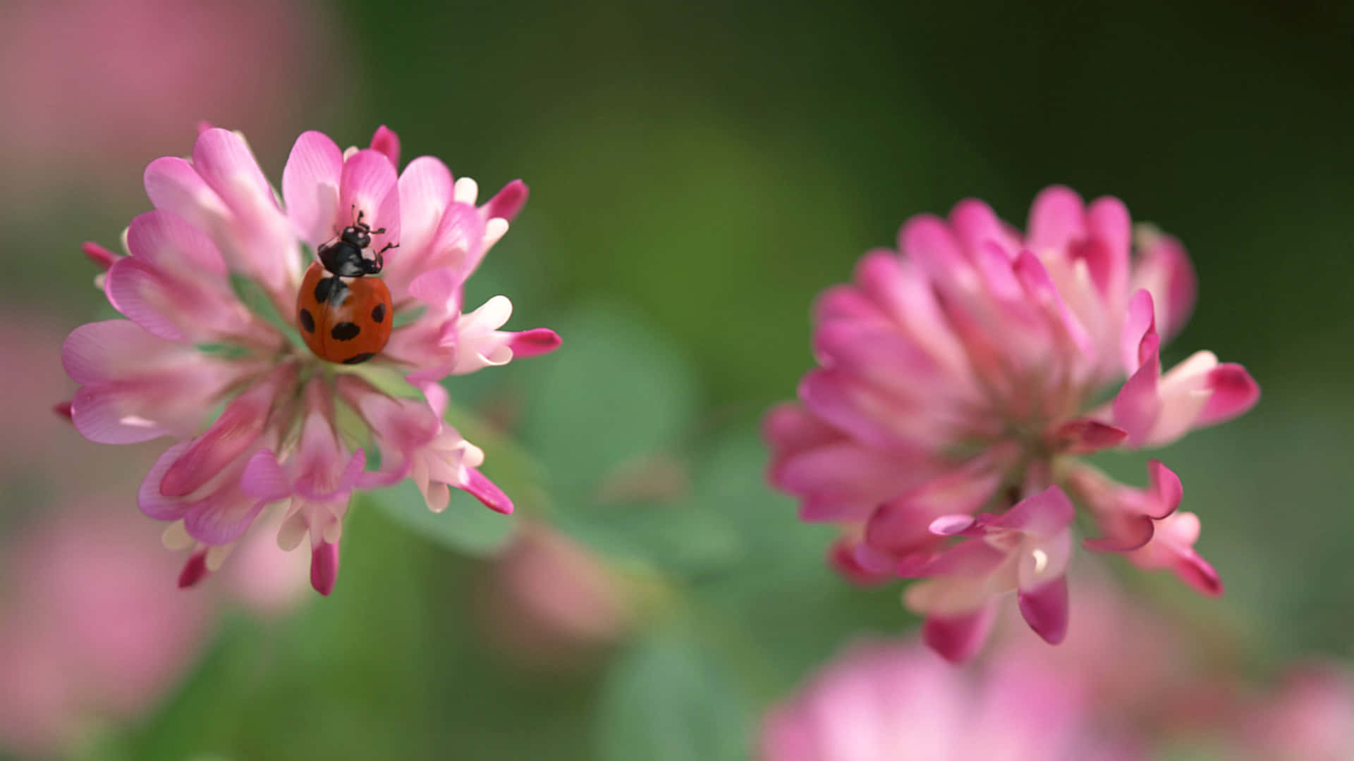 Look At Our Lovely Ladybug Iphone Background