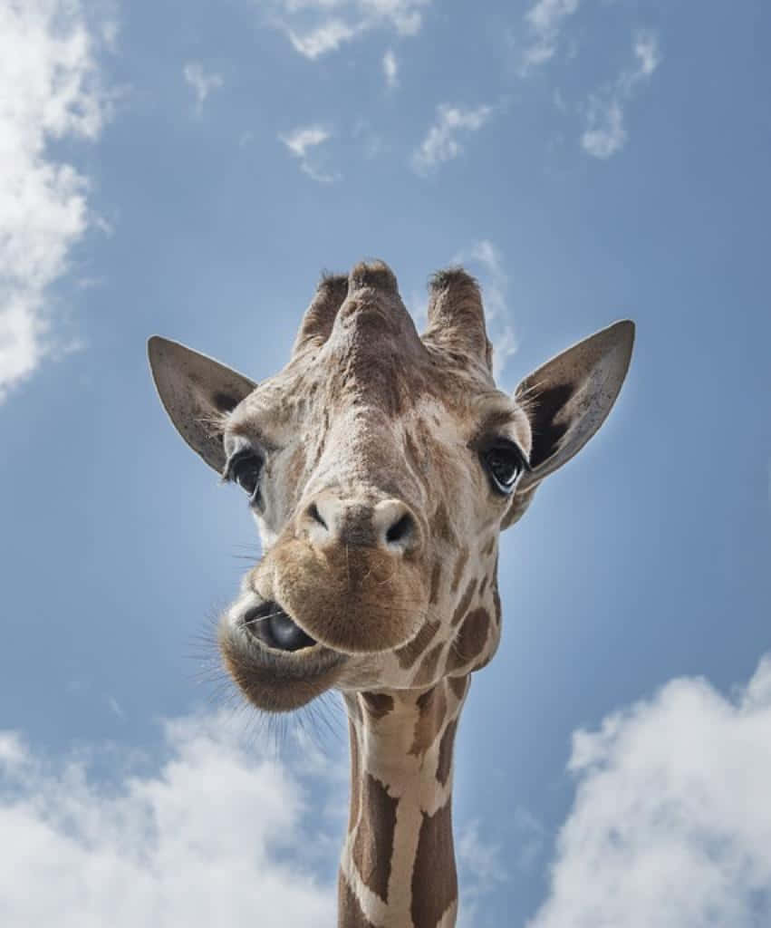 Look At That Silly Long-necked Giraffe! Background