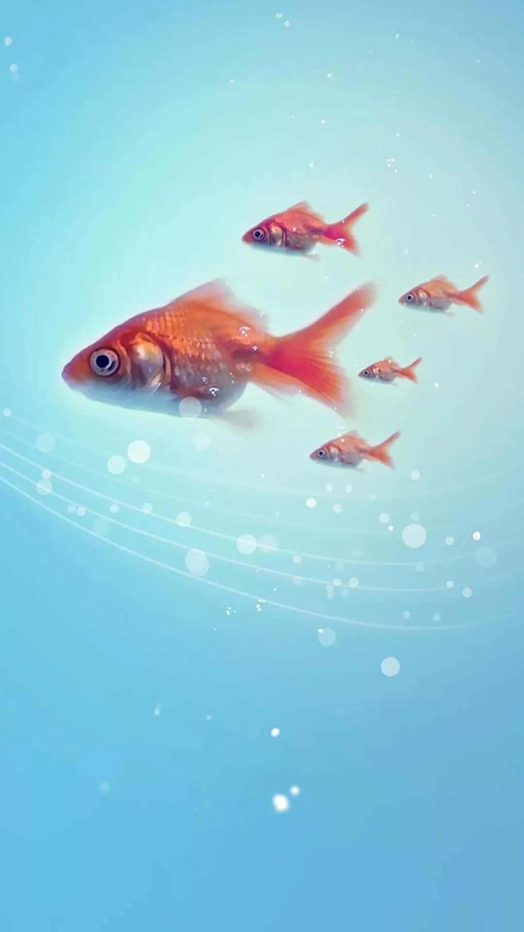 Look At The Beauty Of Colorful Fish Swimming In The Peaceful Aquarium Background