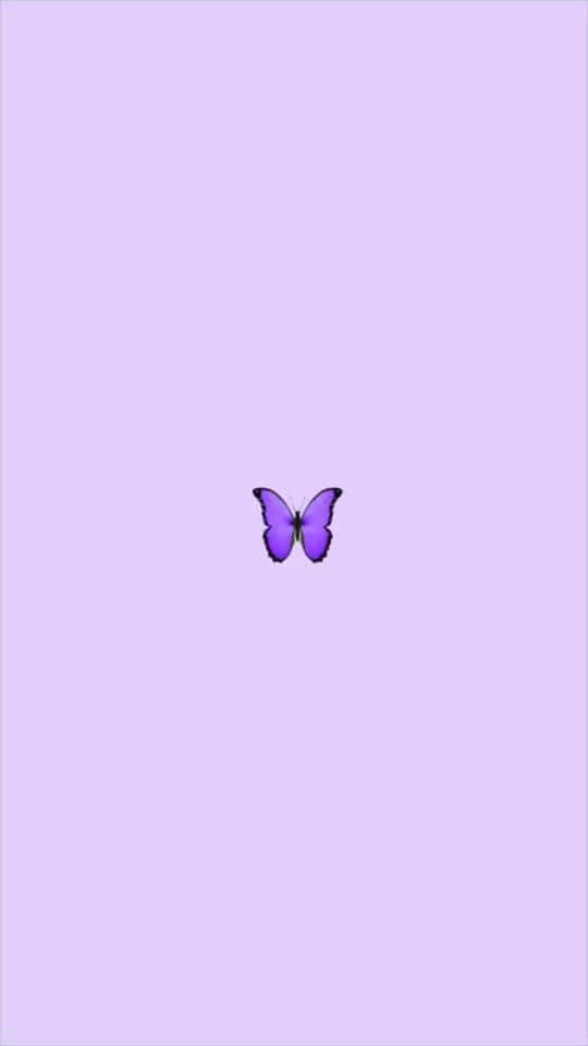Look At The Cool Butterfly And Its Vibrant Coloring! Background