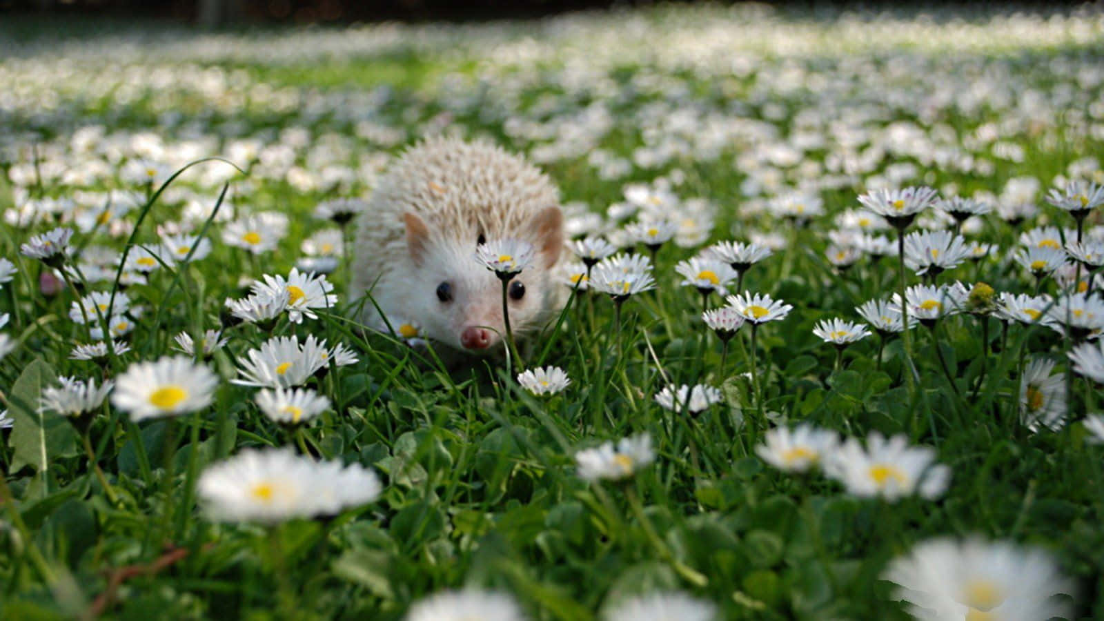 Look At These Big Eyes! Background
