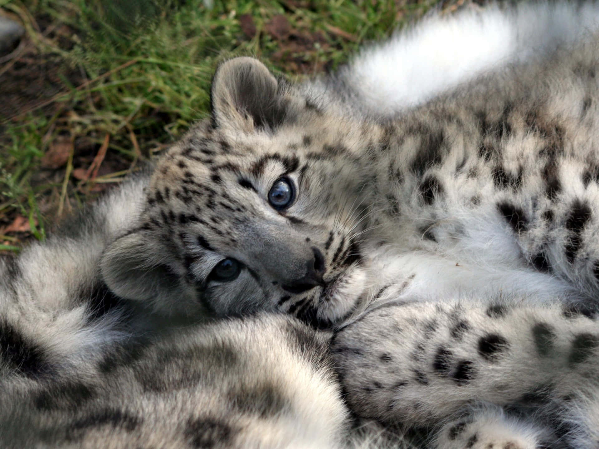 Look At This Adorable Baby Cheetah