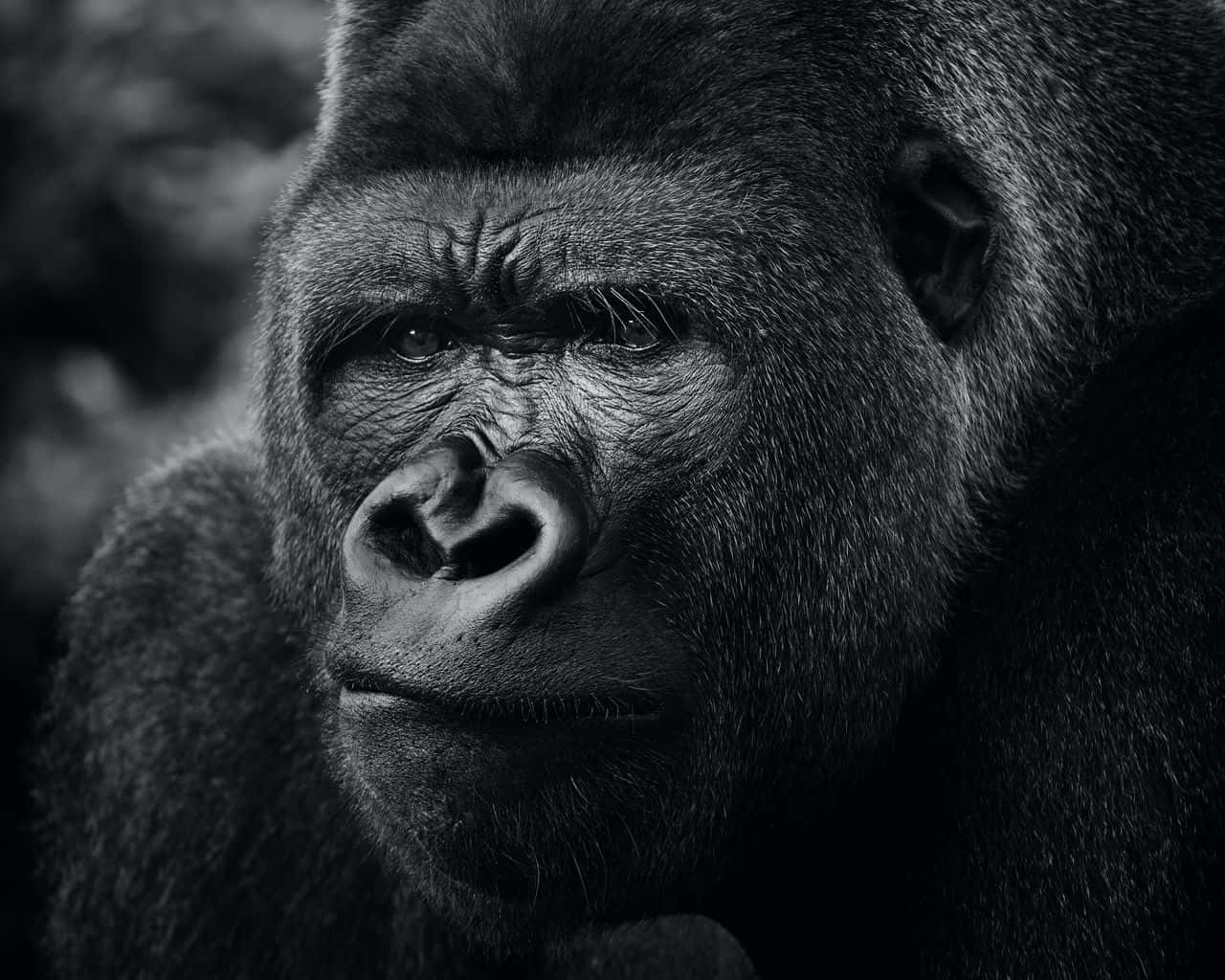 Look At This Adorable Baby Gorilla! Background