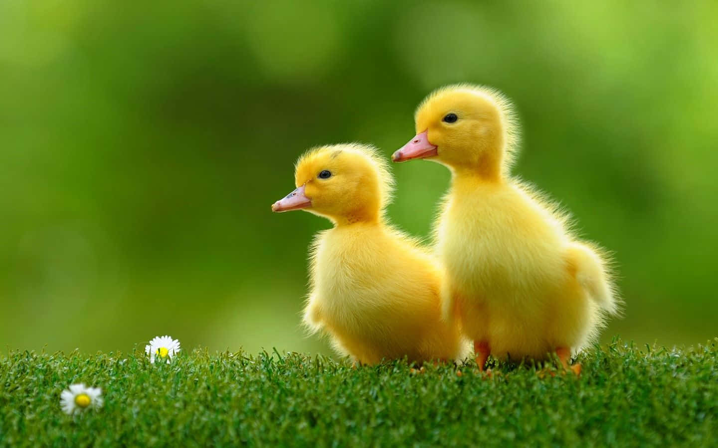 Look At This Adorable Cute Duck! Background