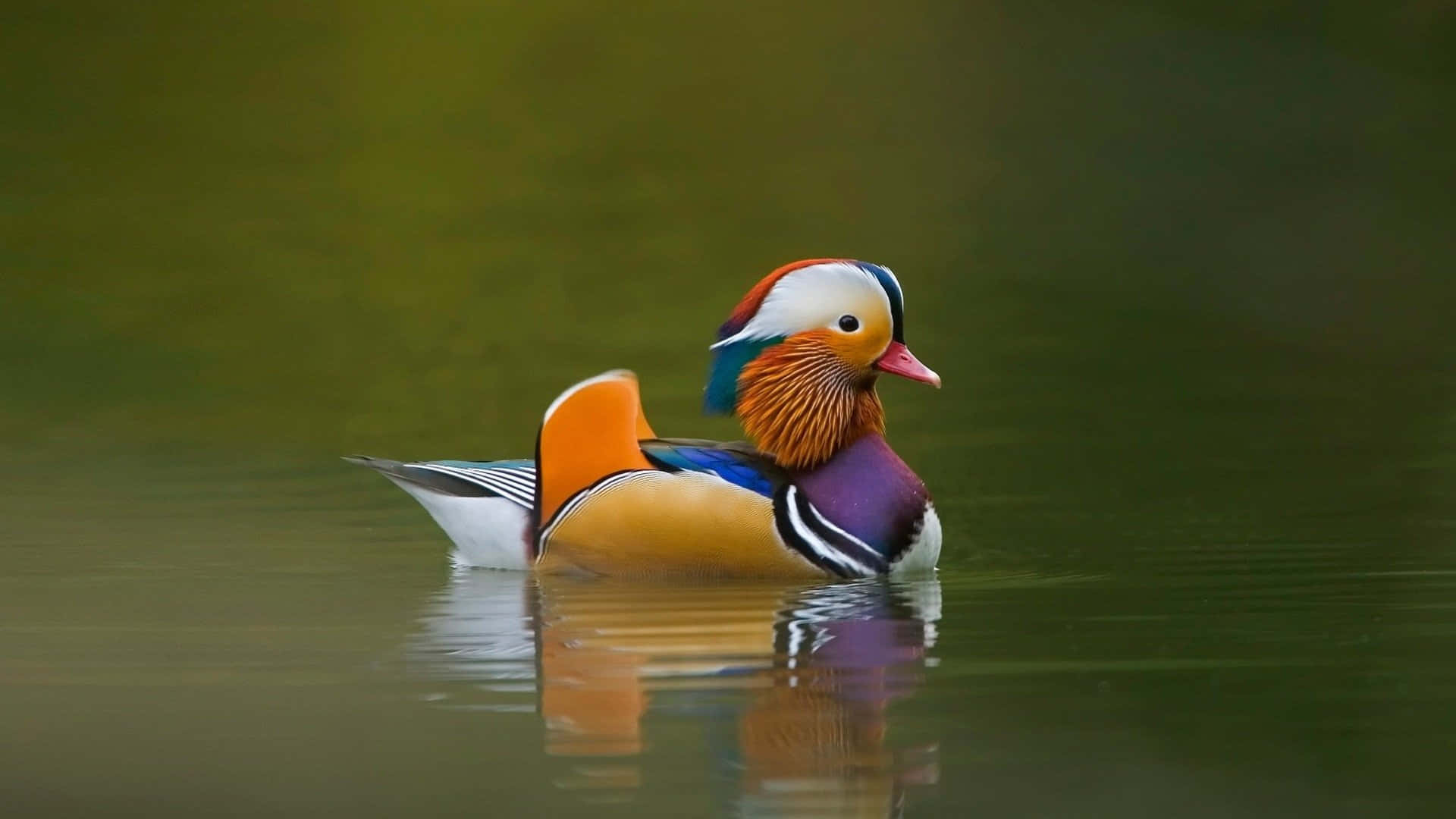 Look At This Adorable Duck! Background
