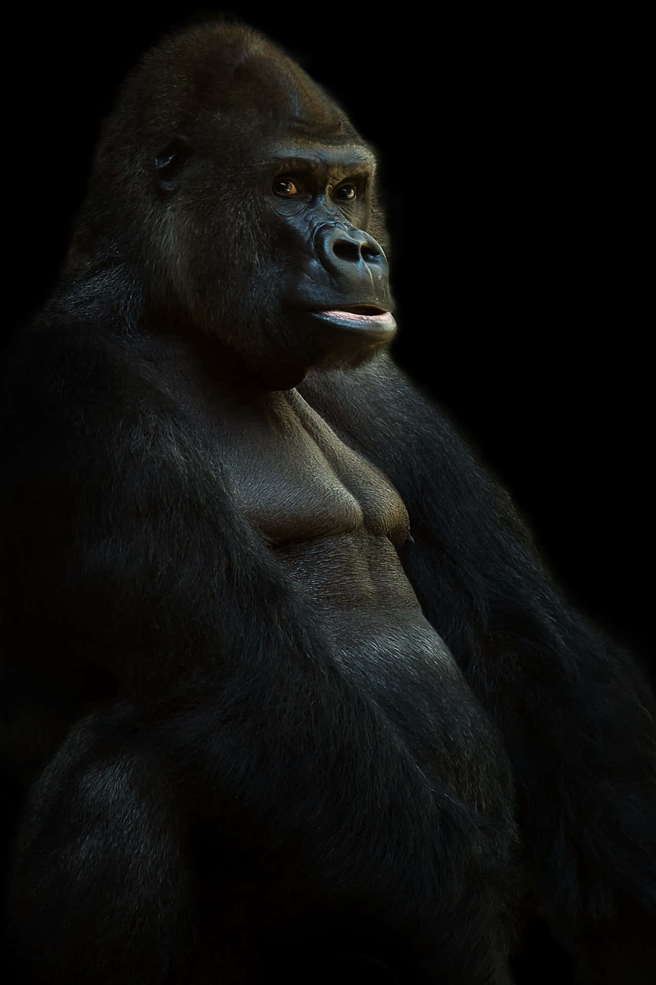 Look At This Adorable Gorilla! Background