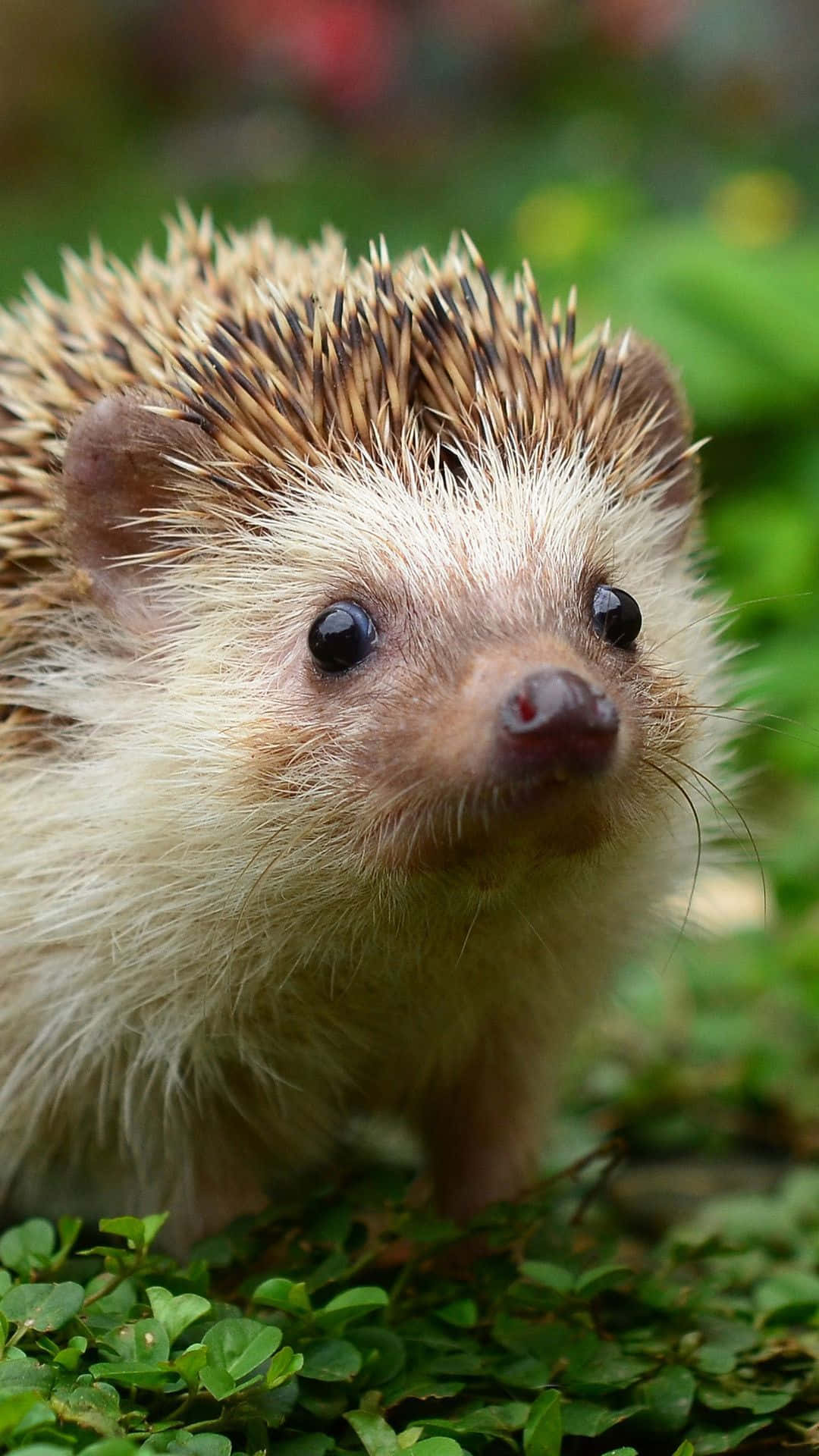 Look At This Adorable Little Hedgehog! Background