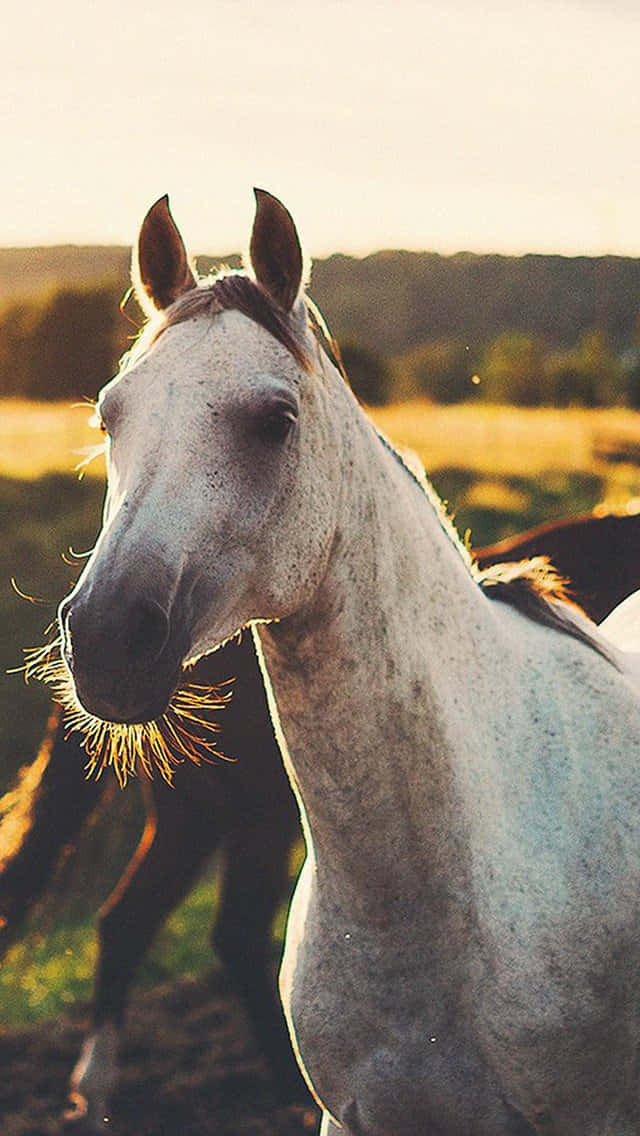 Look At This Beautiful Horse On An Iphone Background