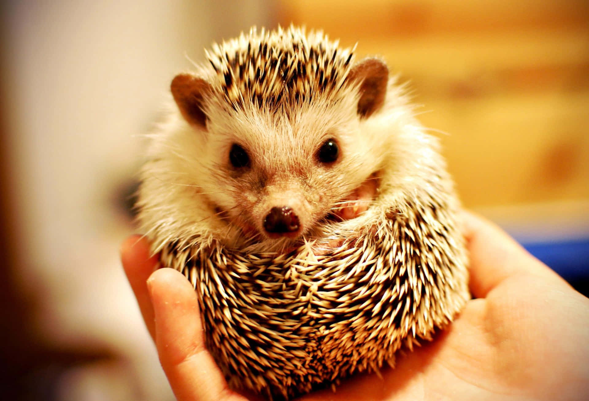 Look At This Cute Hedgehog! Background