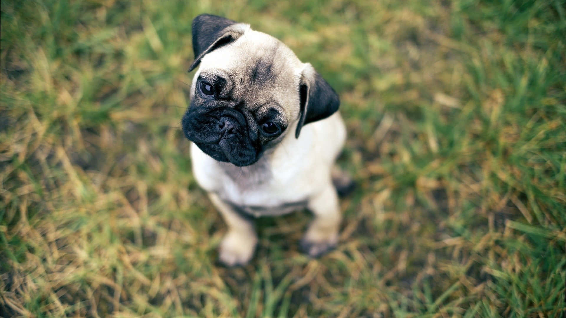 Look At This Cute Pug Looking At Its Reflection.