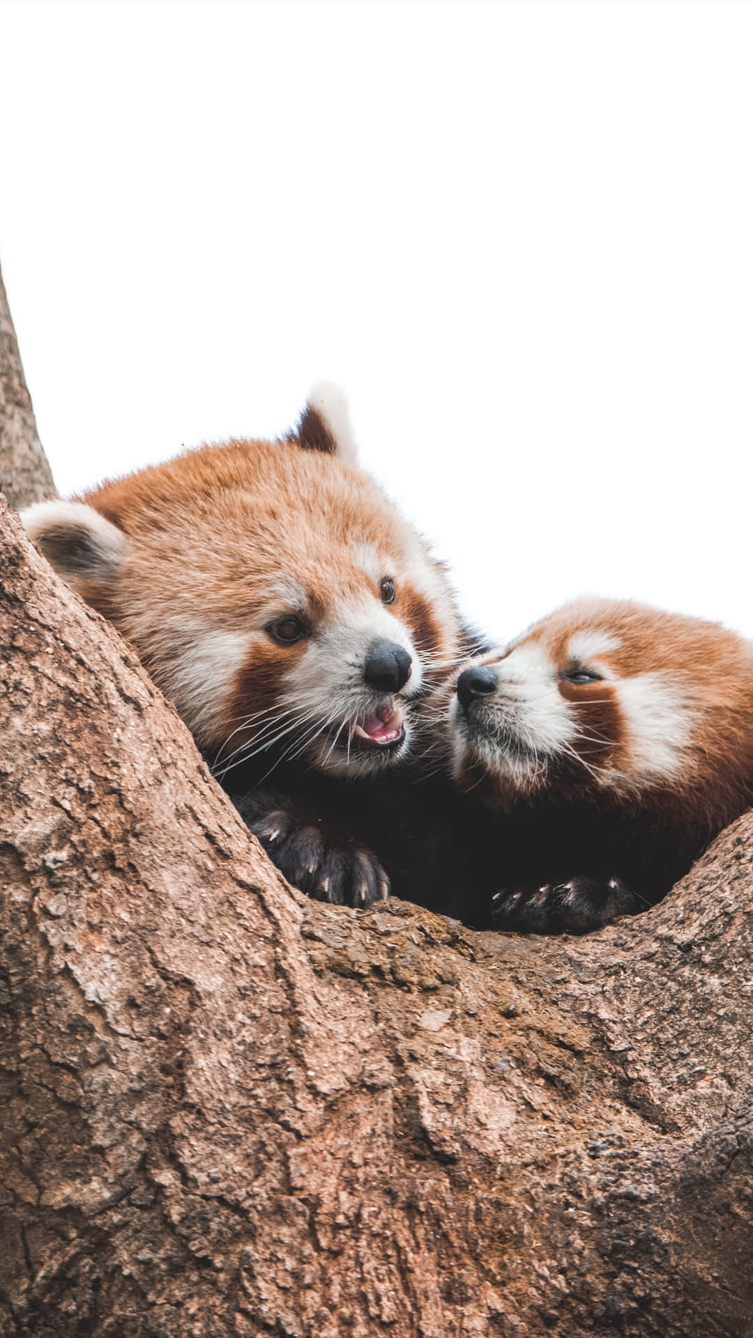 Look At This Cute Red Panda! Background