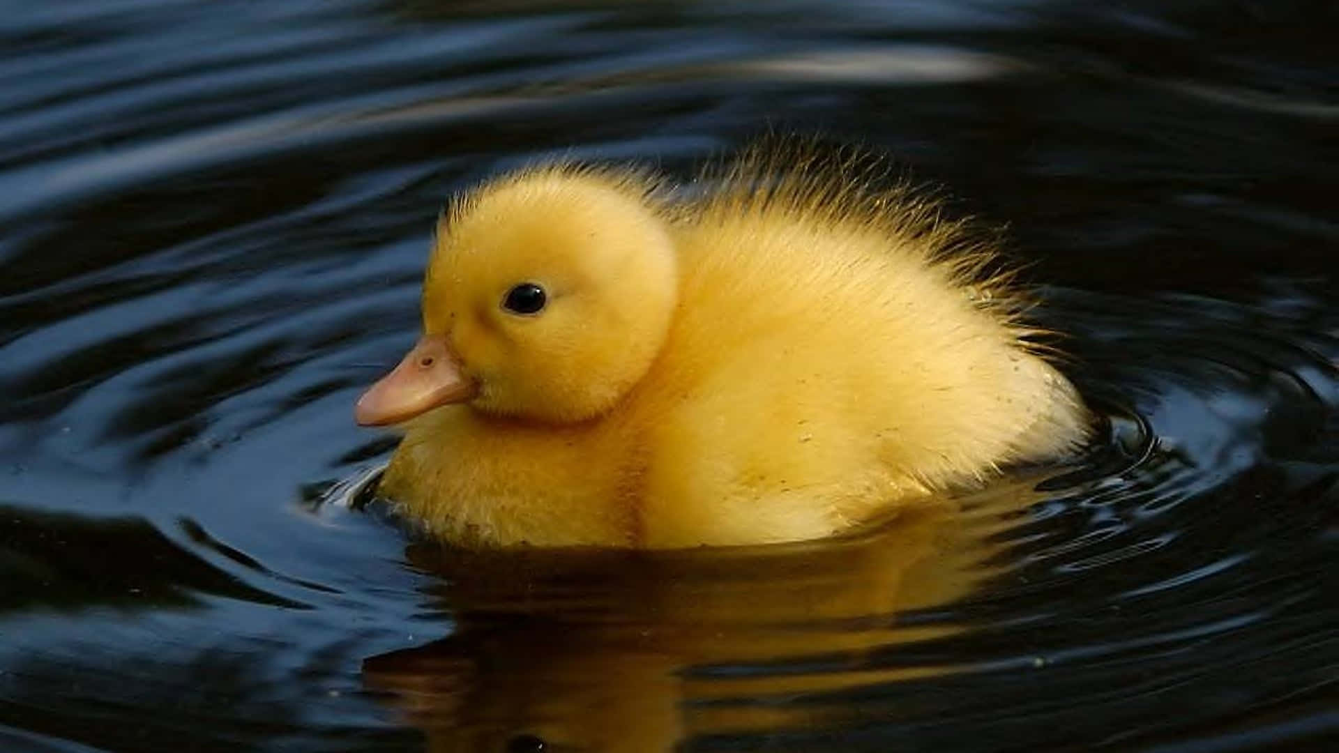 Look At This Sweet, Fluffy Little Duckling! Background