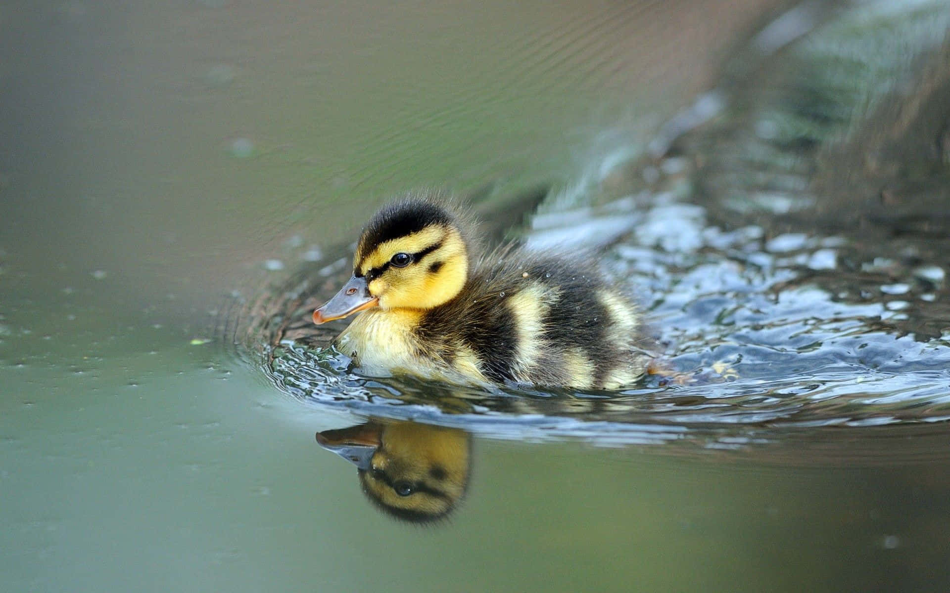 Look At This Sweet Little Duck! Background