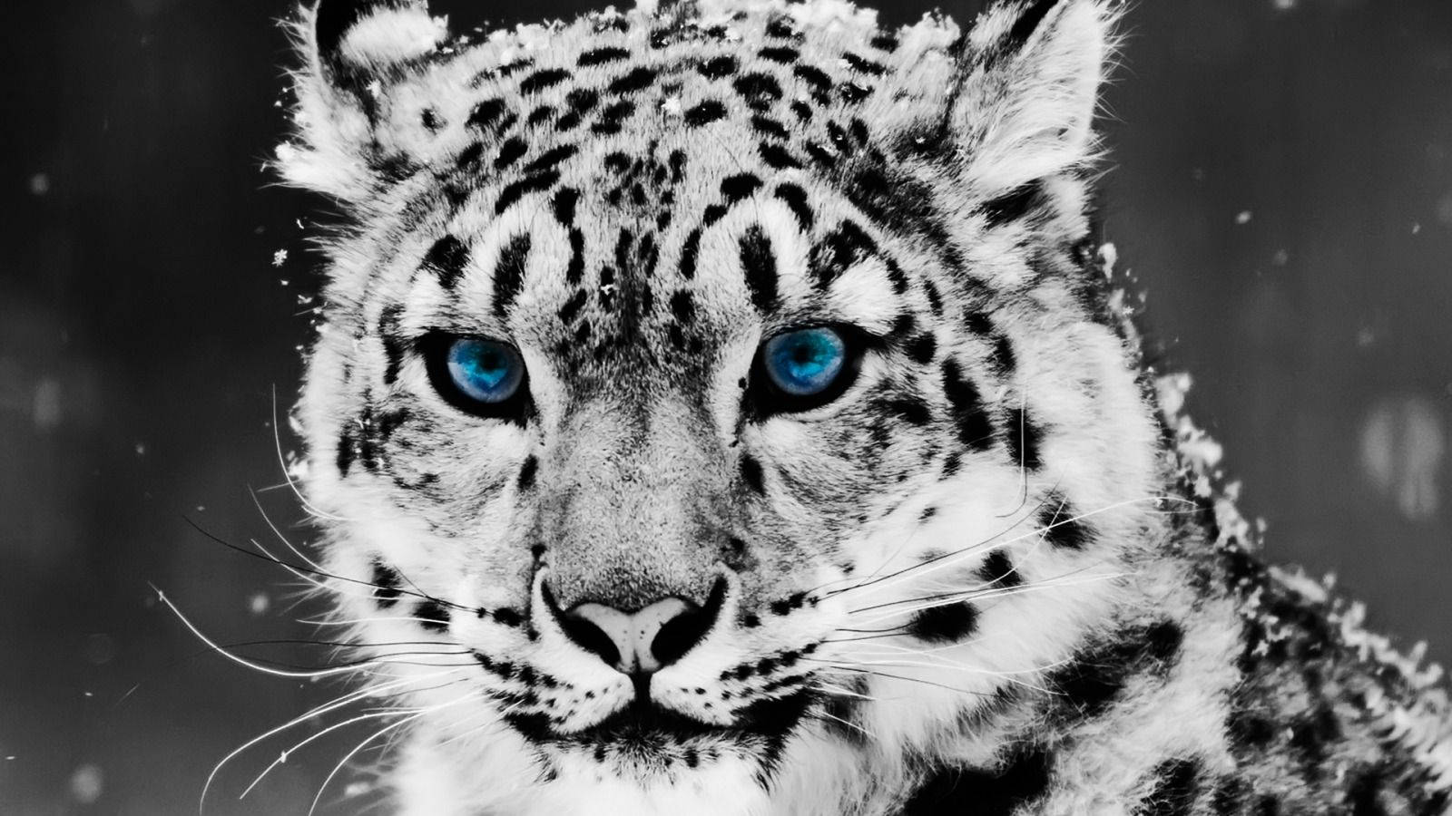 Look Cool As A Snow Leopard With Blue Eyes Background