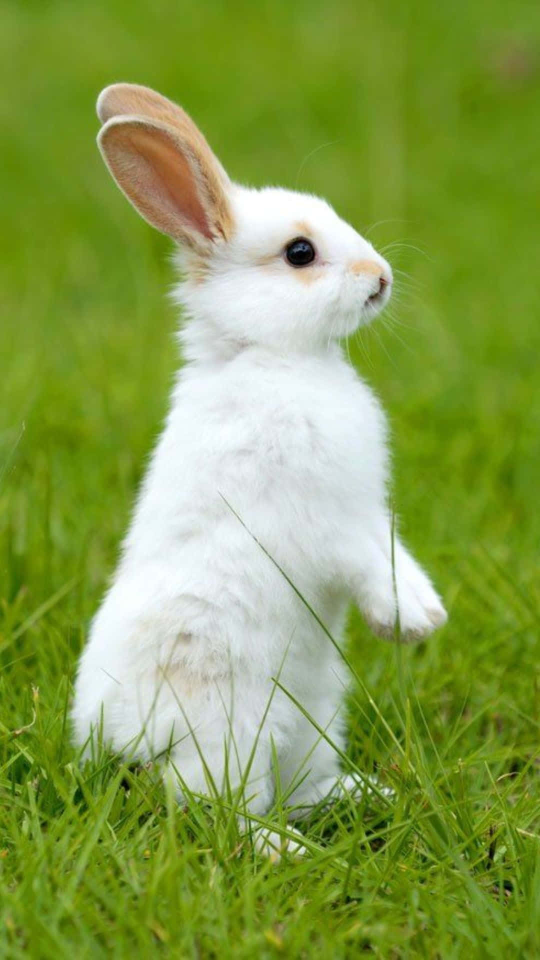 Look How Adorable This Bunny Is On The New Iphone! Background