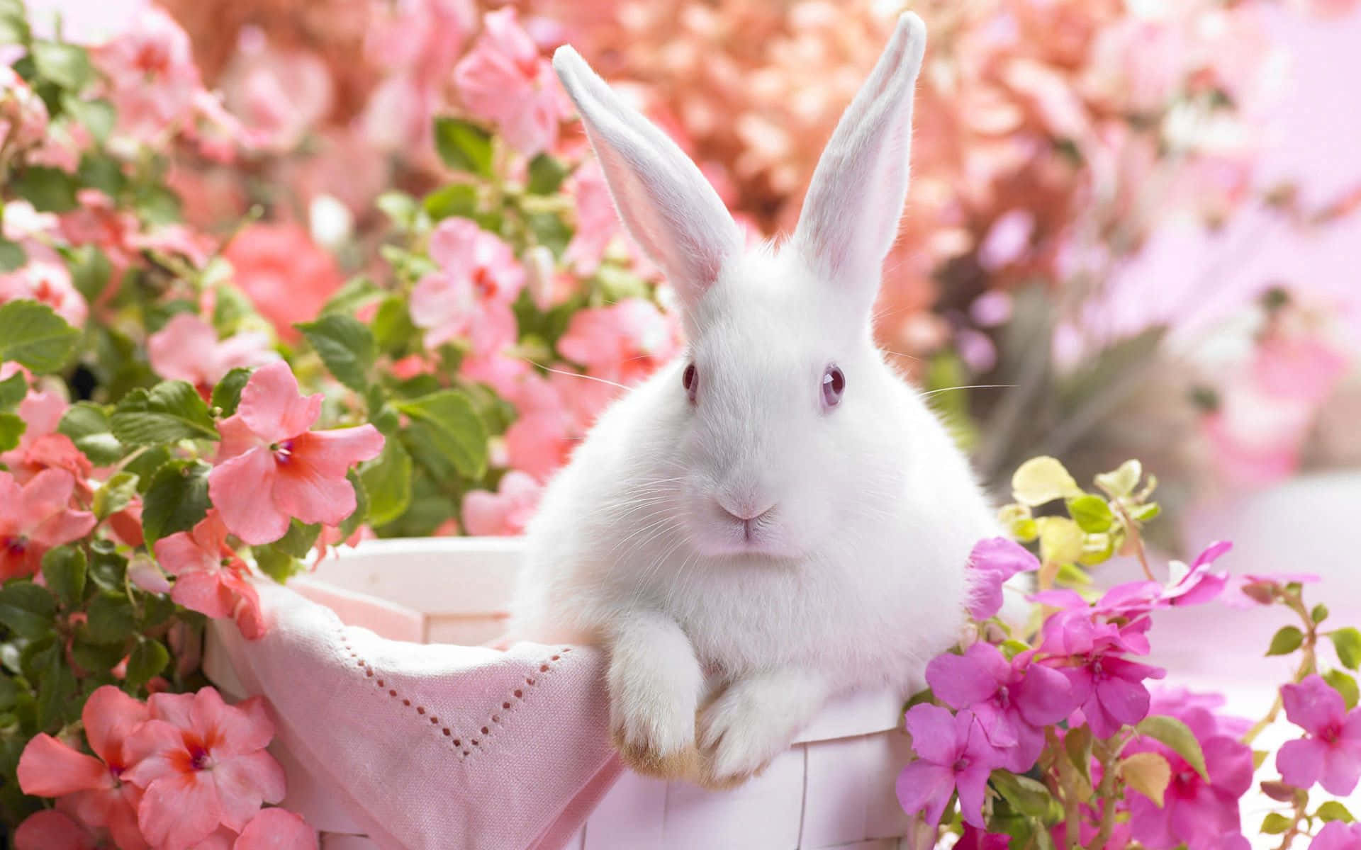 Look How Adorable This Bunny Looks On This Iphone! Background