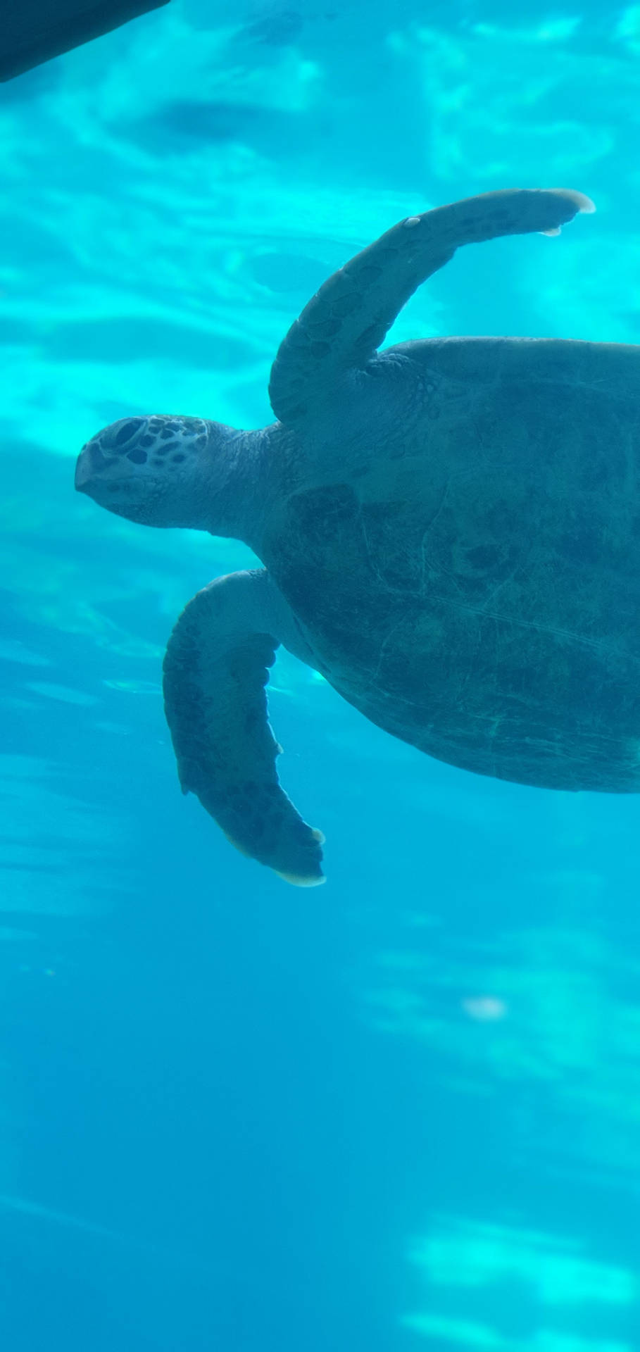 Look Into The Captivating Eyes Of A Sea Turtle Background