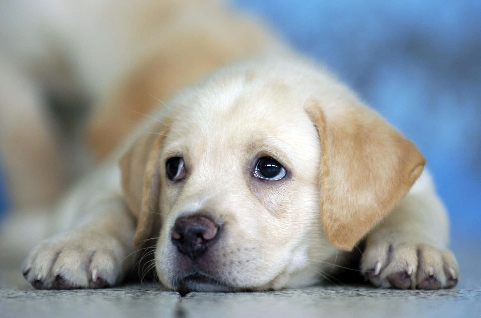 Look Into Those Eyes! Two Cute Little Puppies Curled Up And Cuddling. Background