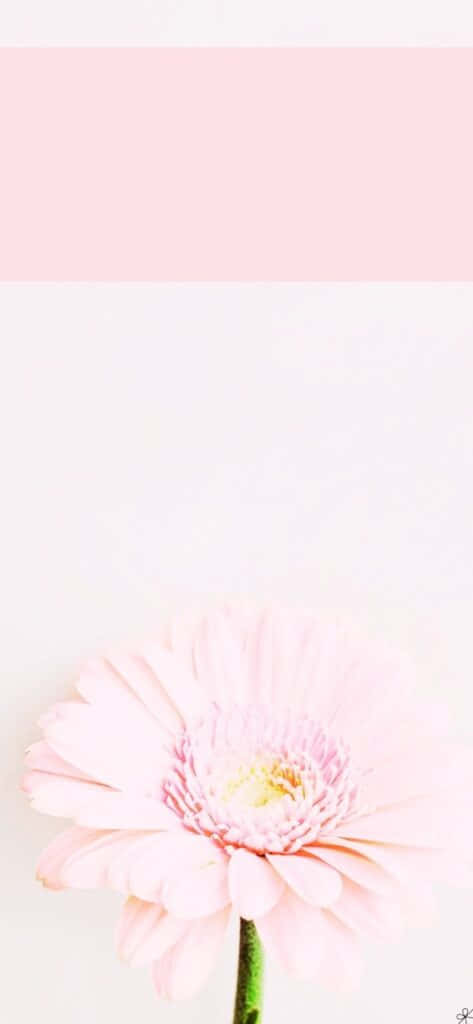 Look Like A Princess With A New Light Pink Iphone! Background