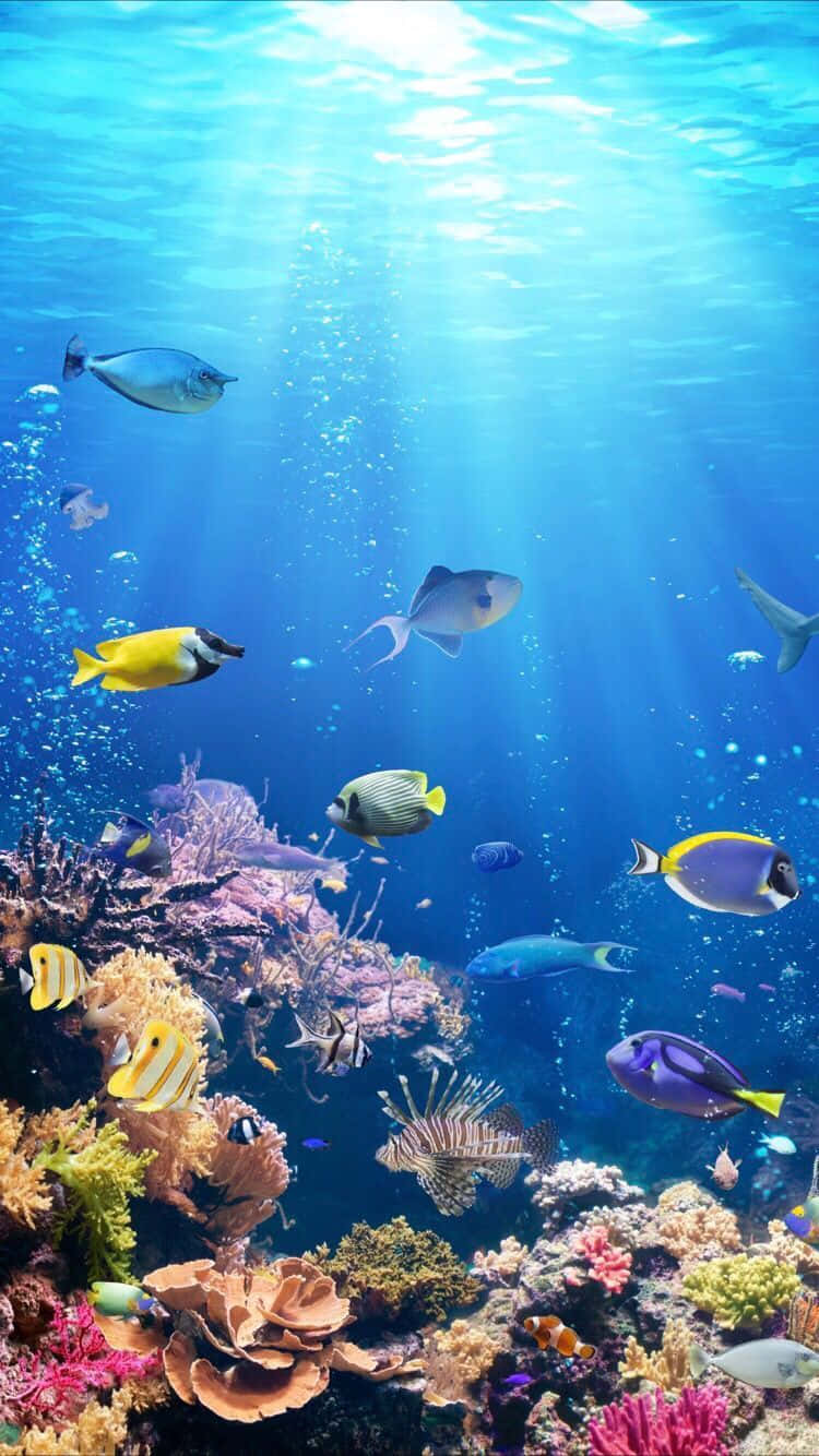 Look No Further Than This Tranquil Tropical Aquarium Iphone Wallpaper Background