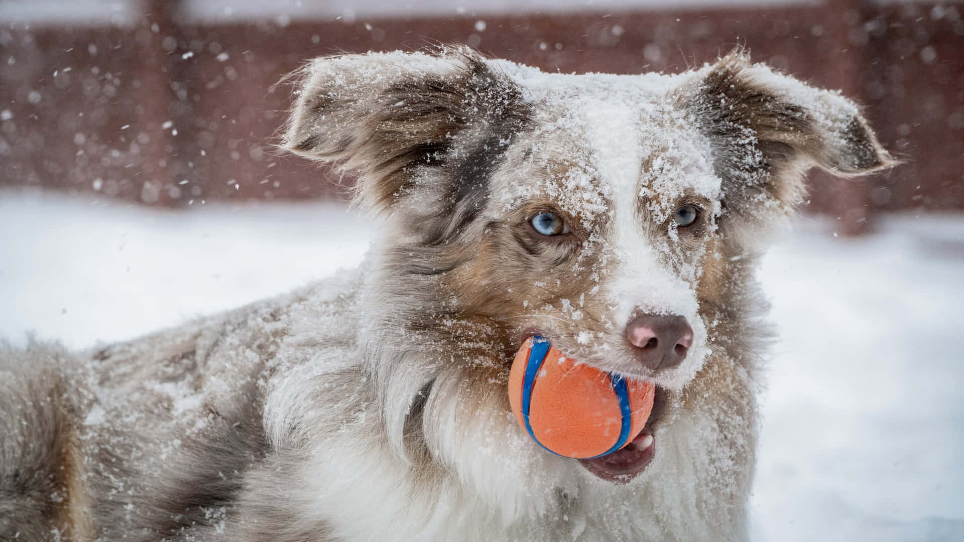 Looking For Some Winter Fun? Background