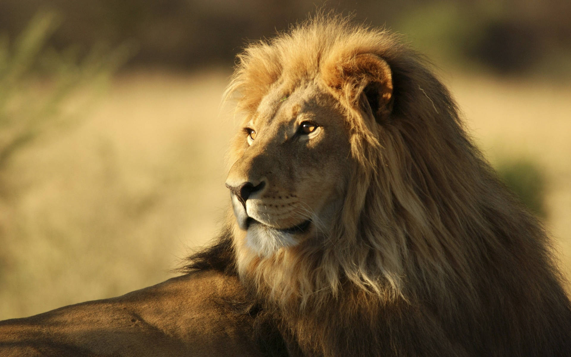 Looking Over Shoulder Lion Laptop Background