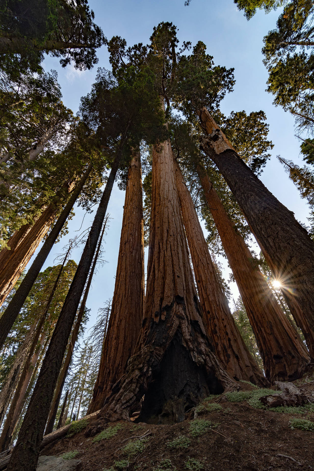 Looking Up At Sequoia National Park Background