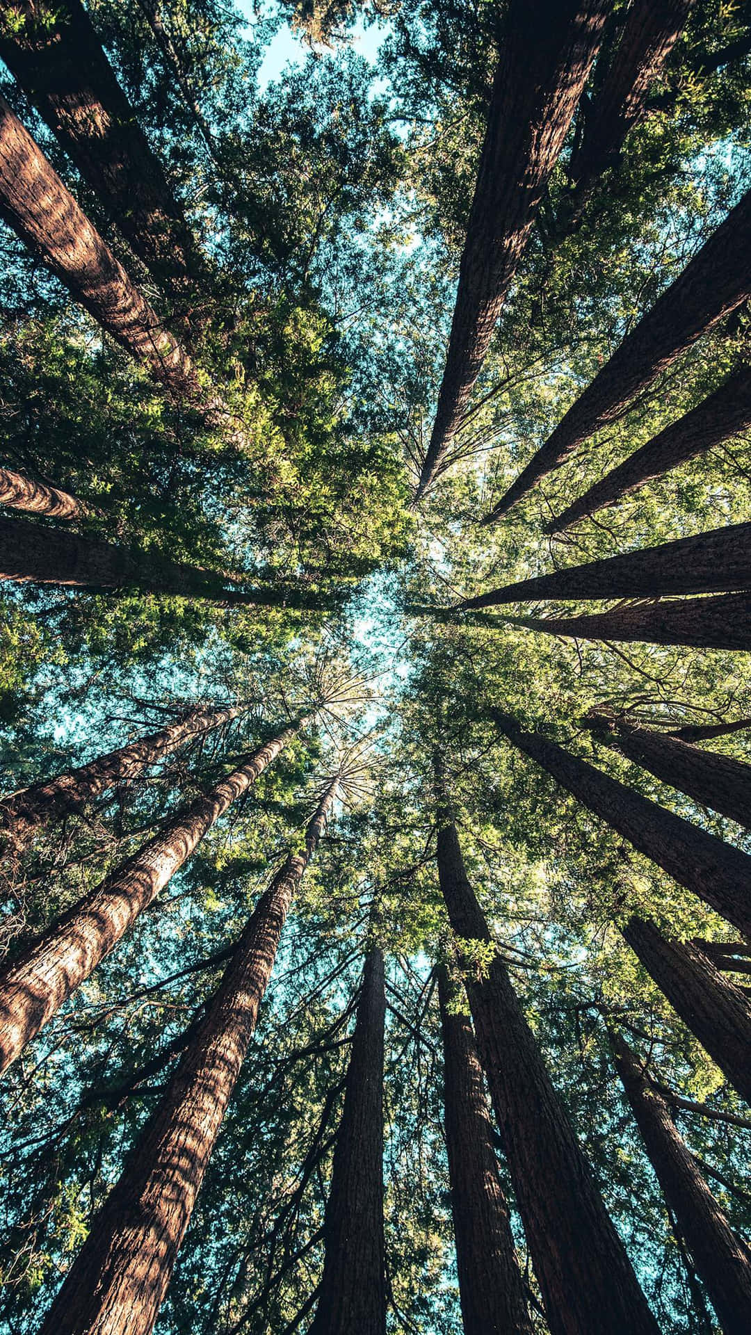 Looking Up At Tall Trees In A Forest