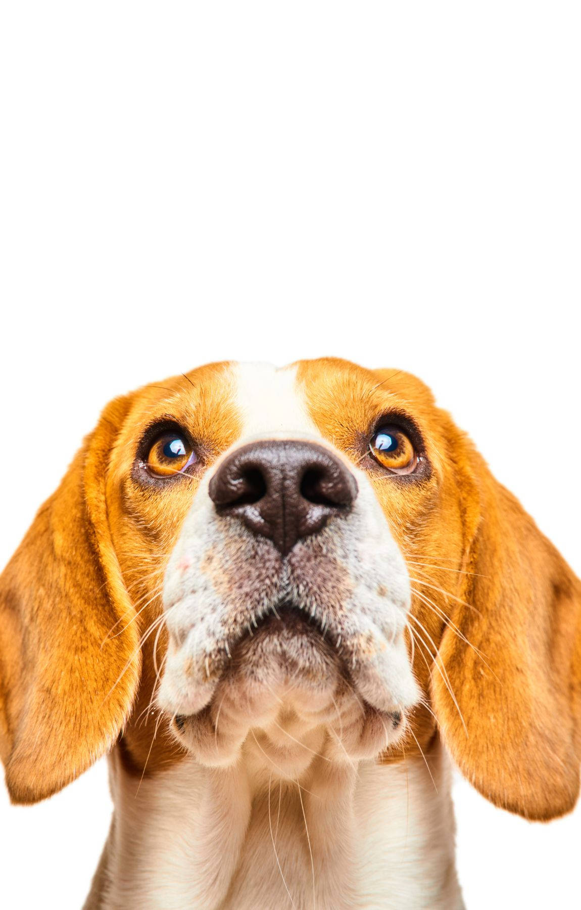 Looking Up Beagle Dog Headshot Background