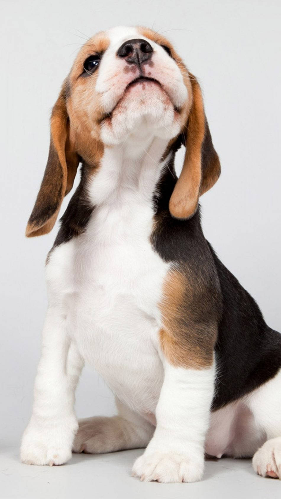 Looking Up Beagle Dog Puppy Background