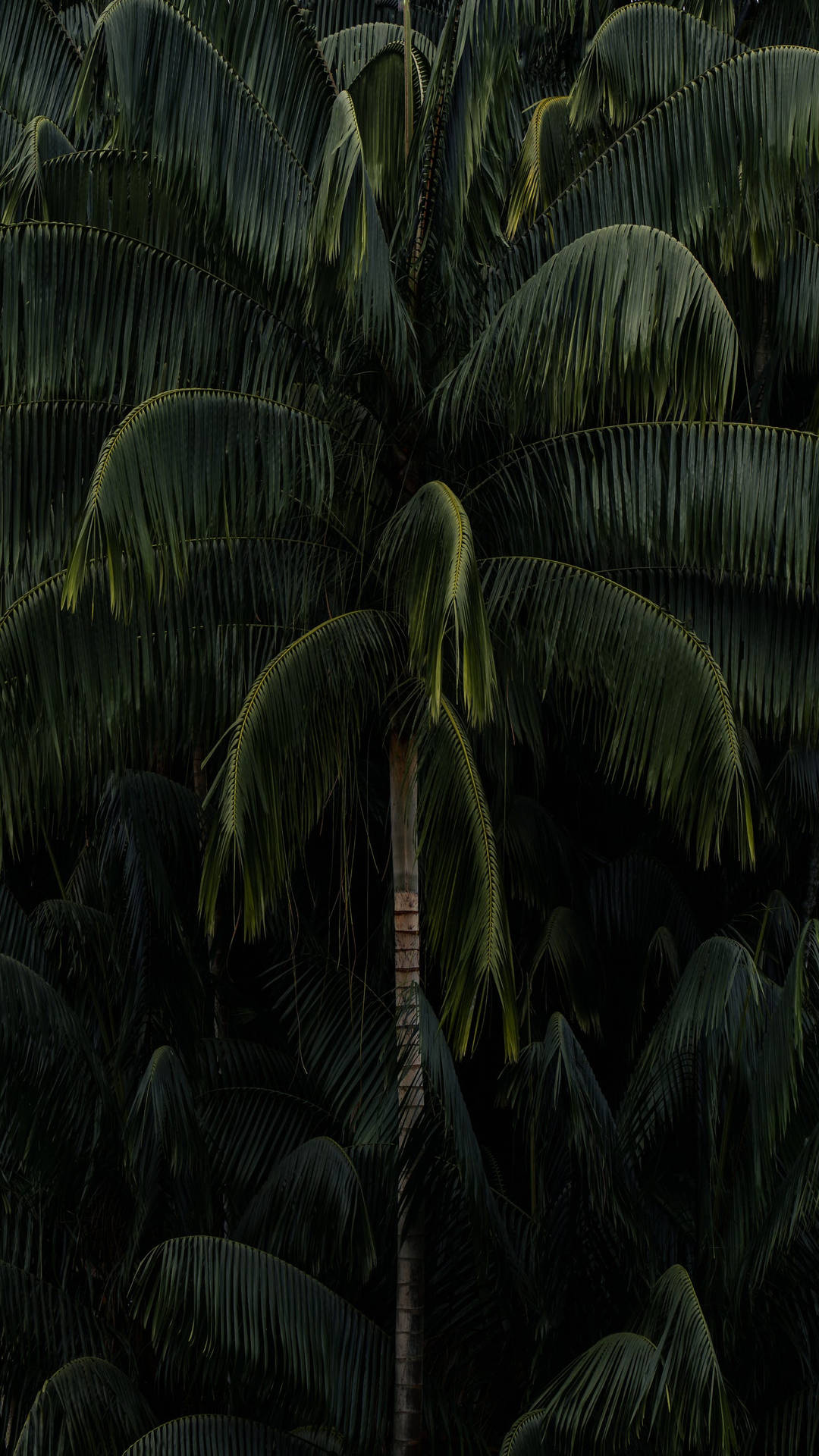Looming Tall Palm Tree Green Iphone