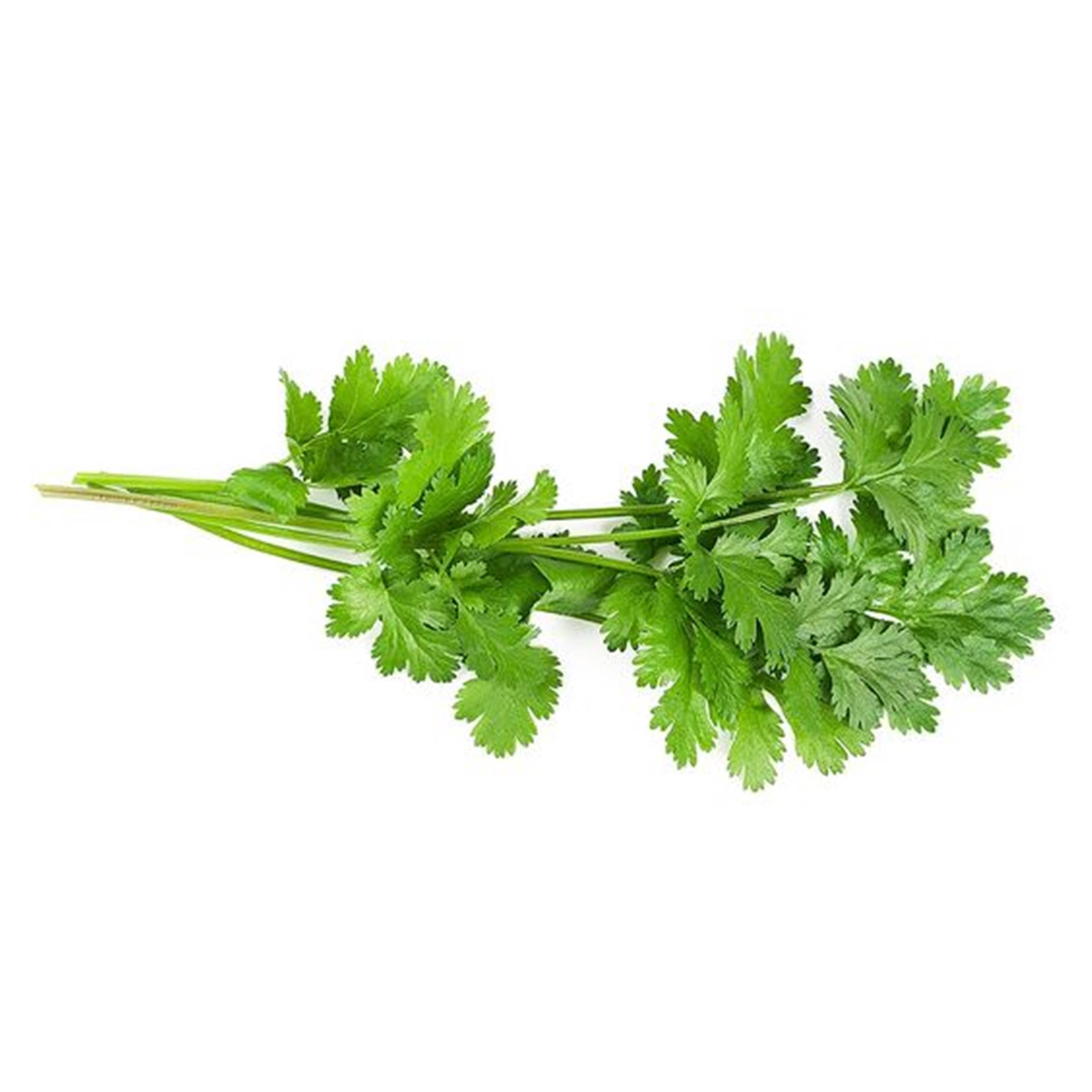 Loose Coriander Herb Chinese Parsley Background