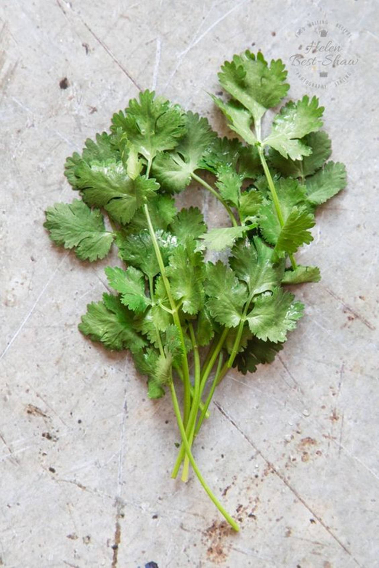 Loose Coriander Herbs High Angle Shot Background