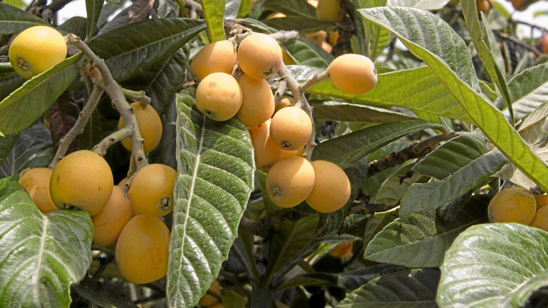 Loquat Fruits On A Branch Background