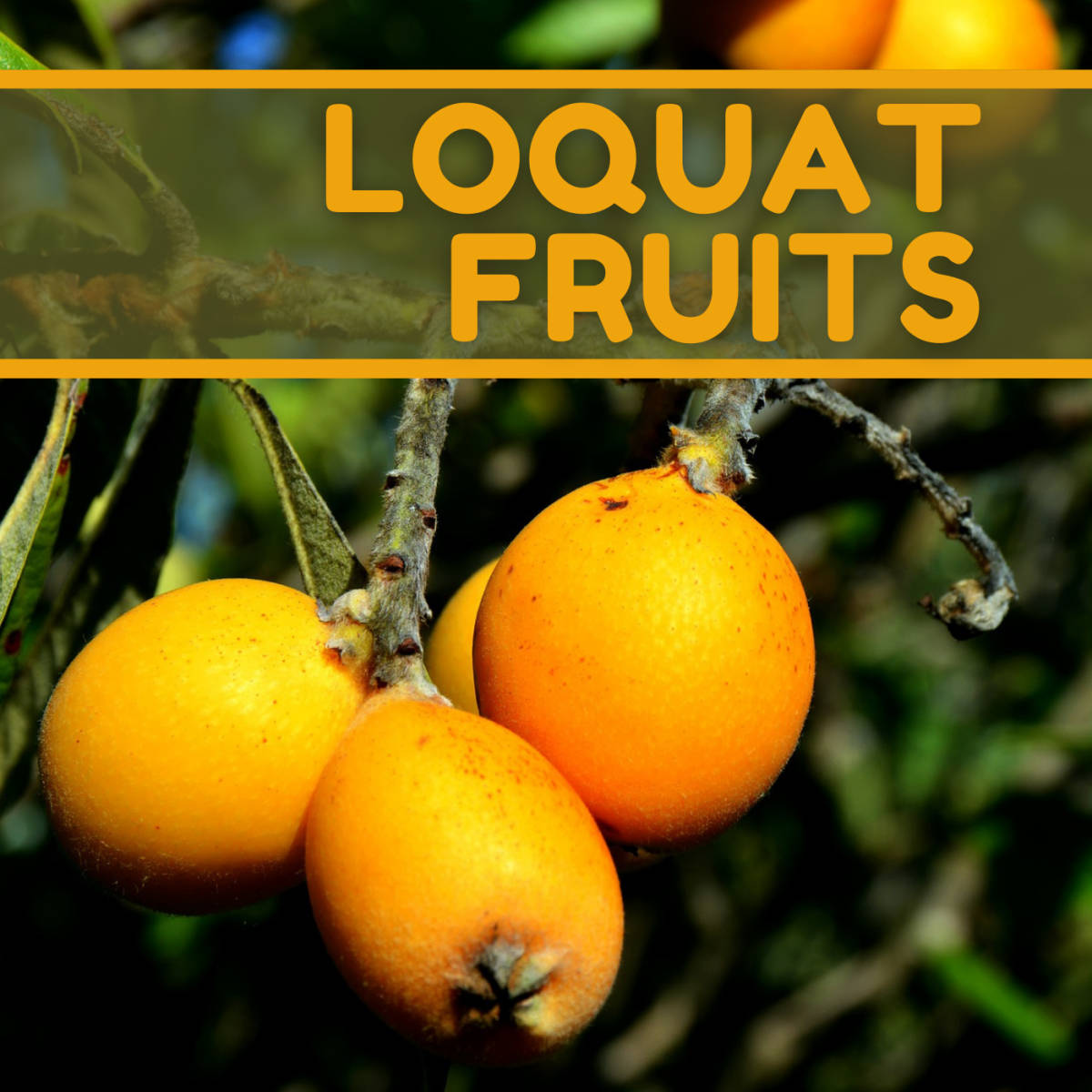 Loquat Fruits Poster Background