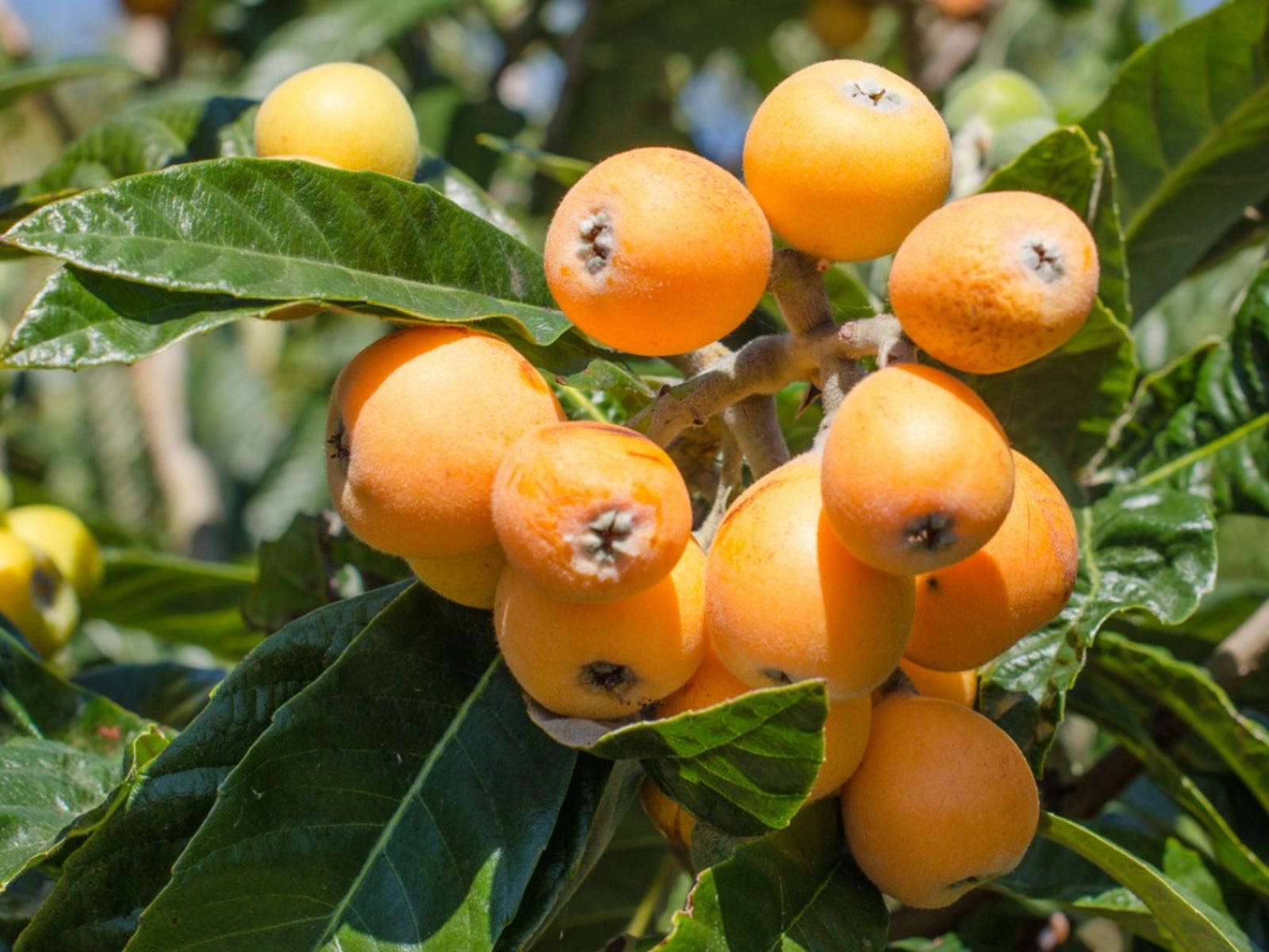 Loquat Fruits Sunny Day Background