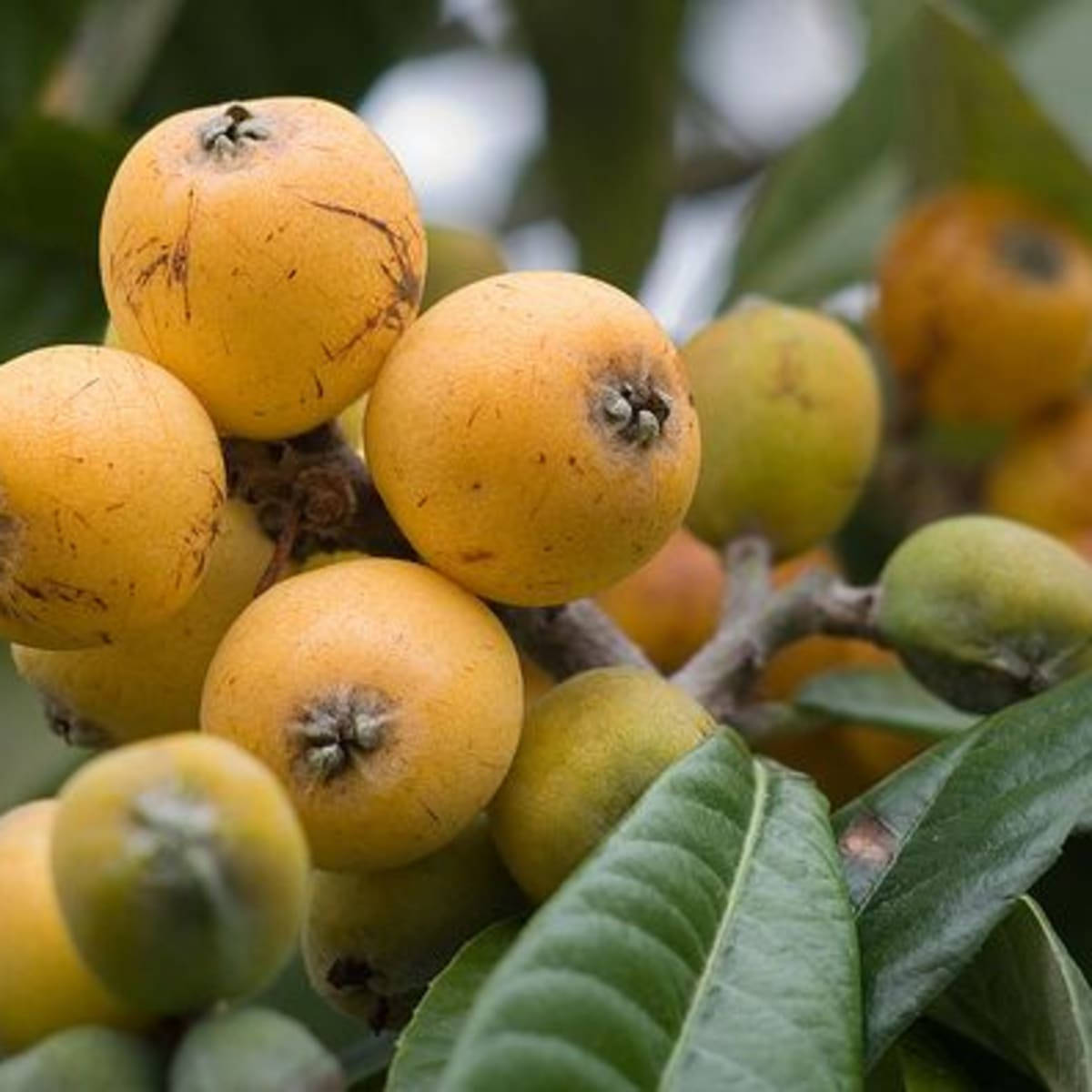 Loquat Plant Bundle Of Orange Fruits Background