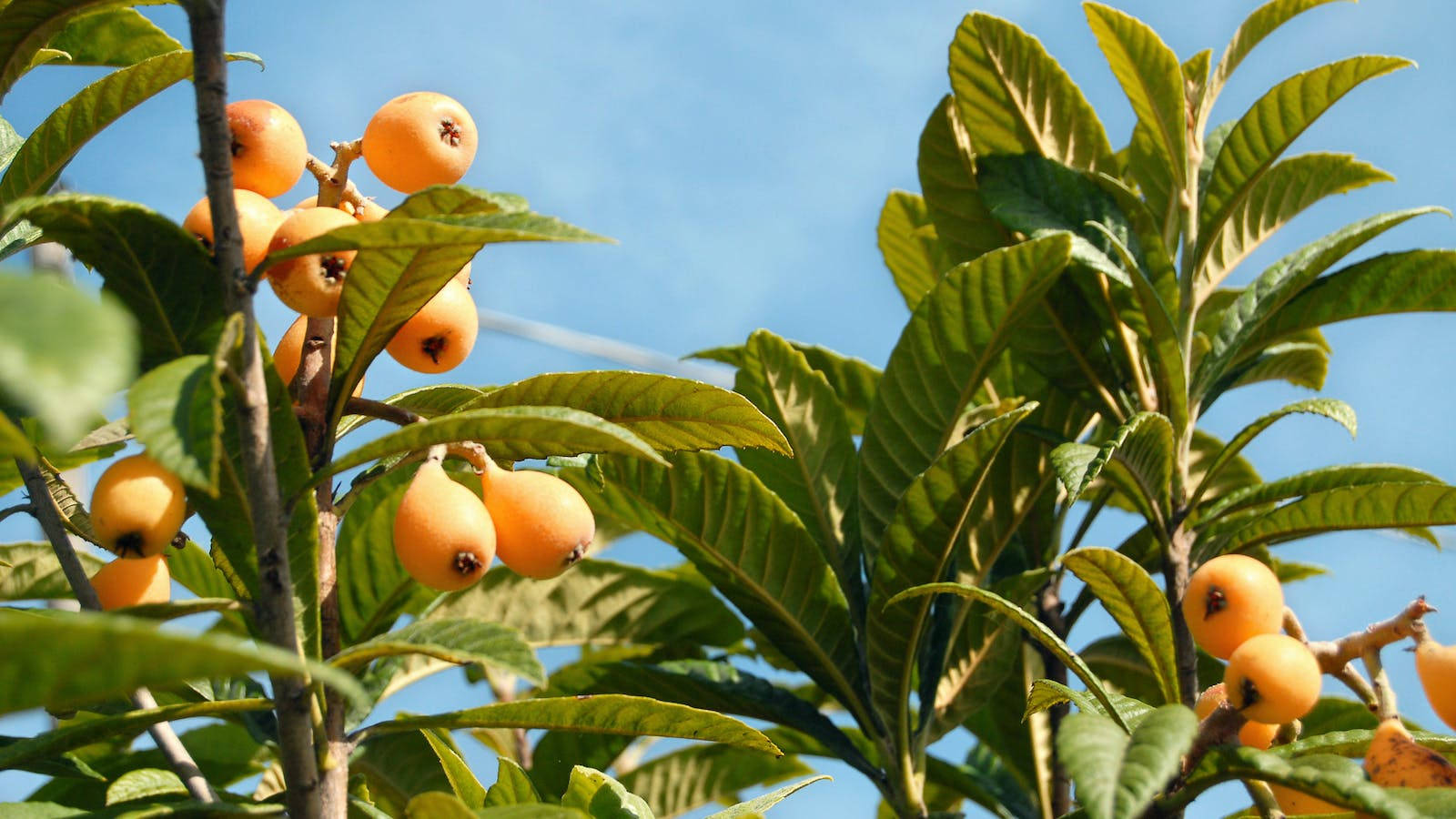 Loquat Plant Fruits Blue Sky Background