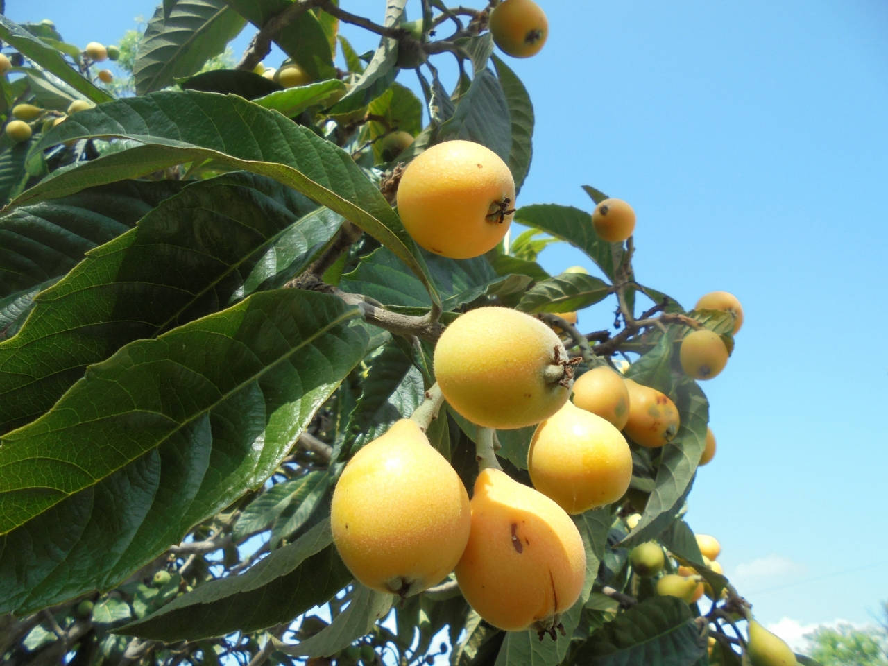 Loquat Plant Fruits Blue Sky View Background