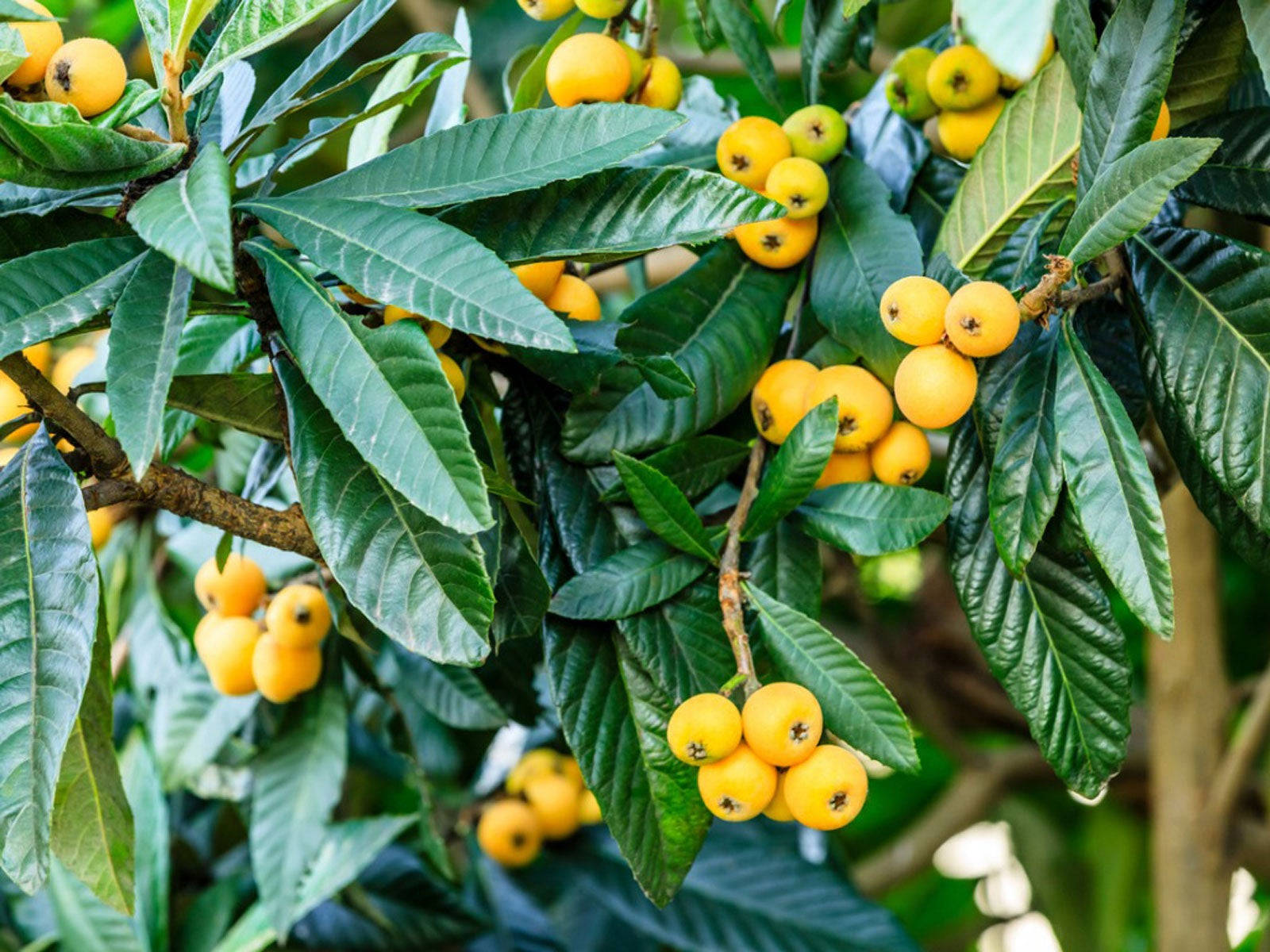 Loquat Plant Fruits Bundles Background