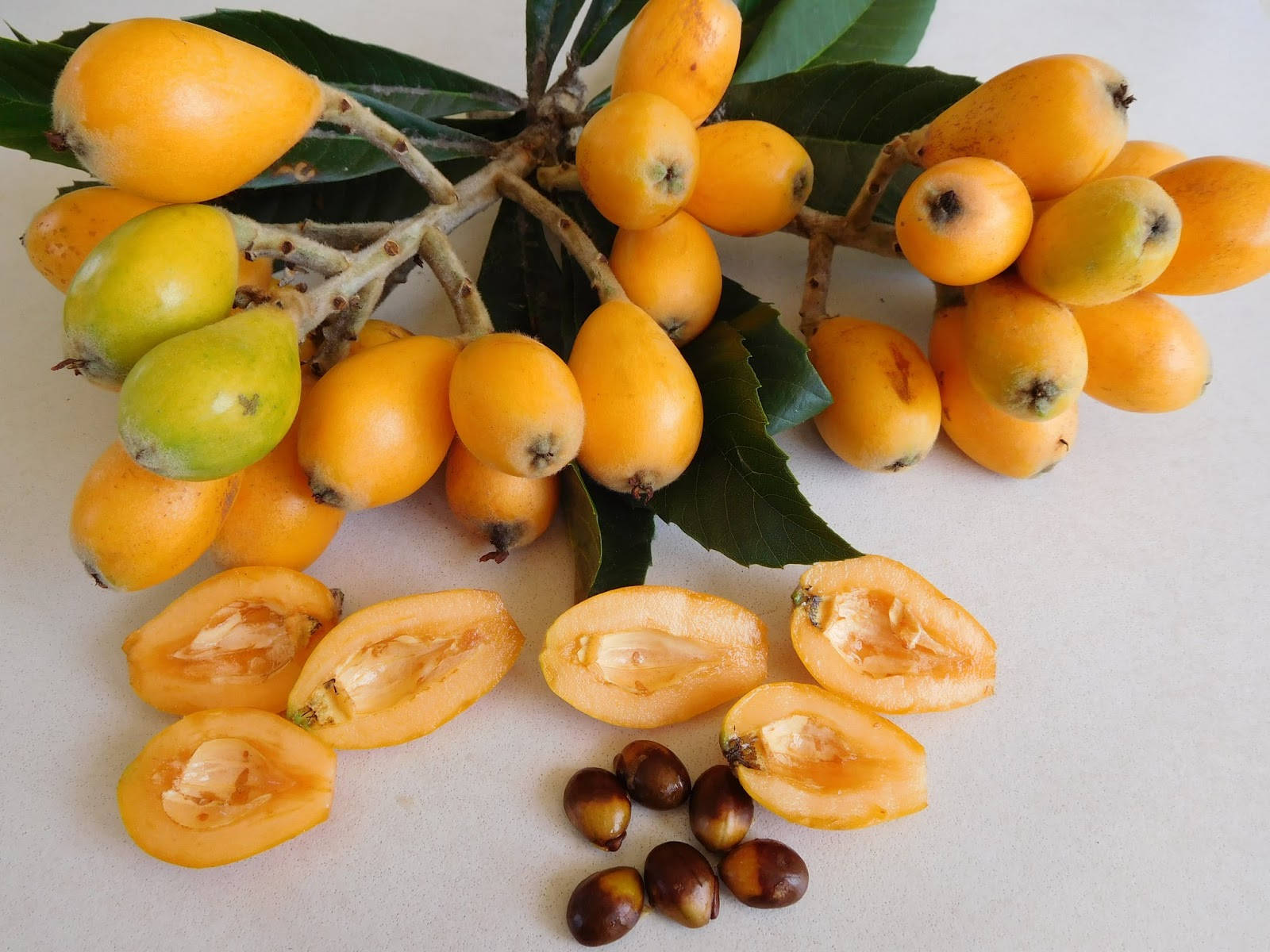 Loquat Plant Fruits Background