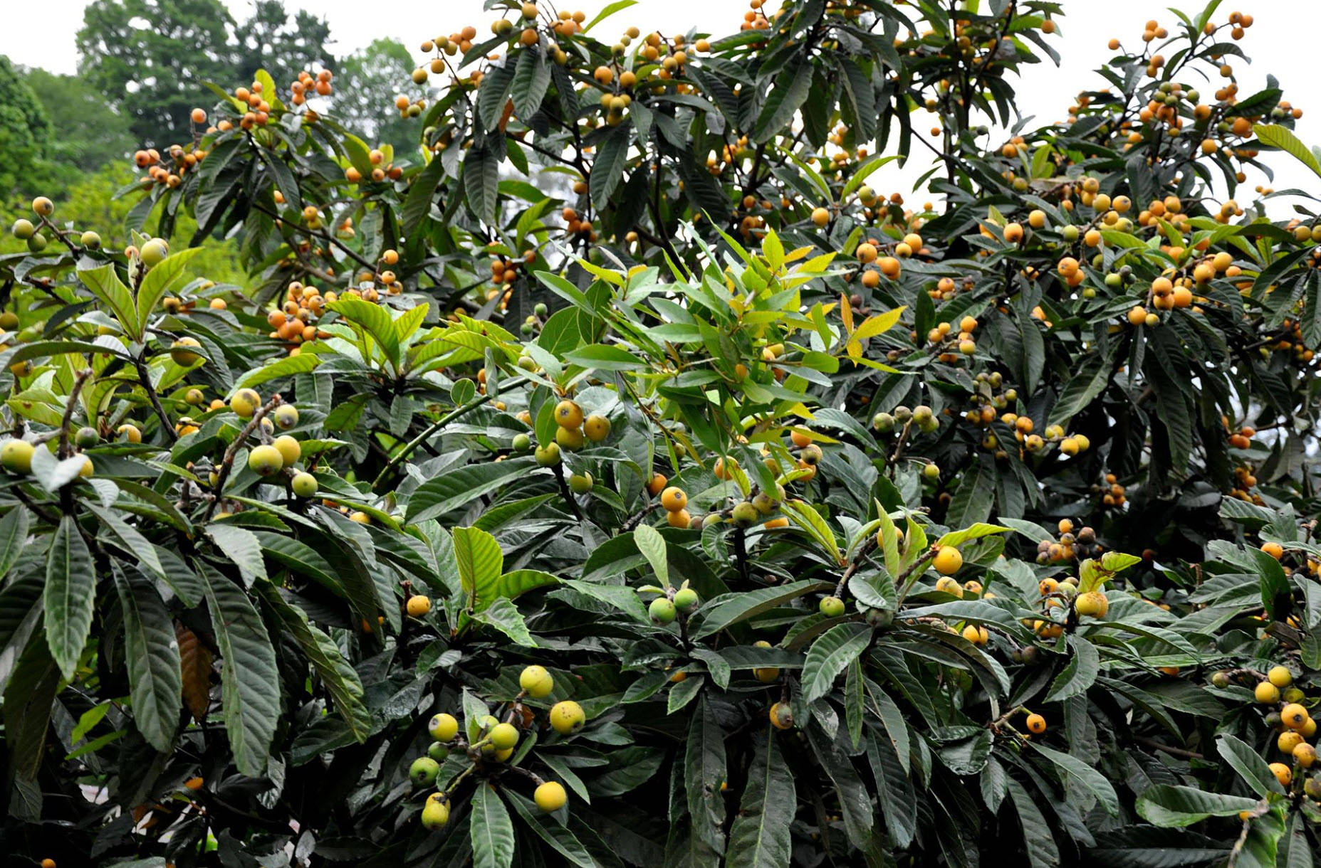 Loquat Plant Full Of Fruits Background