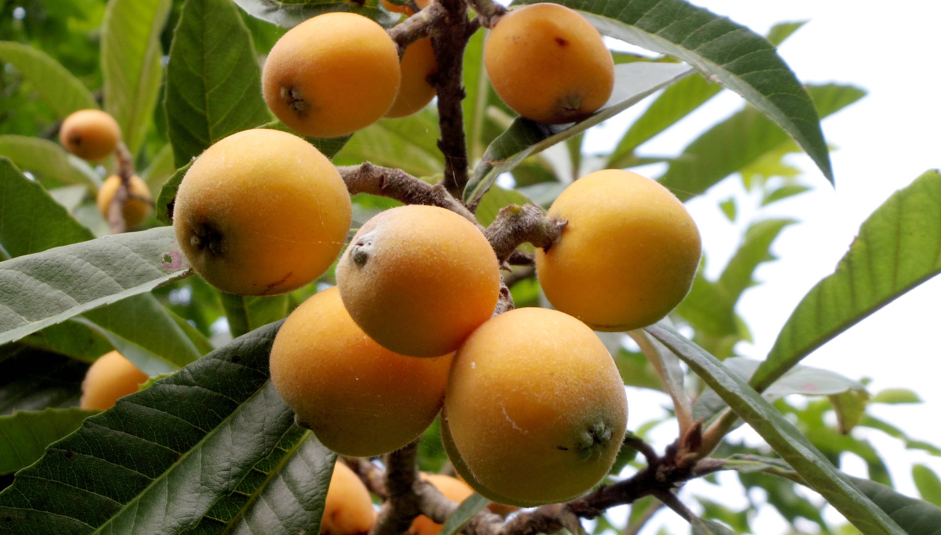 Loquat Plant On Branch Background